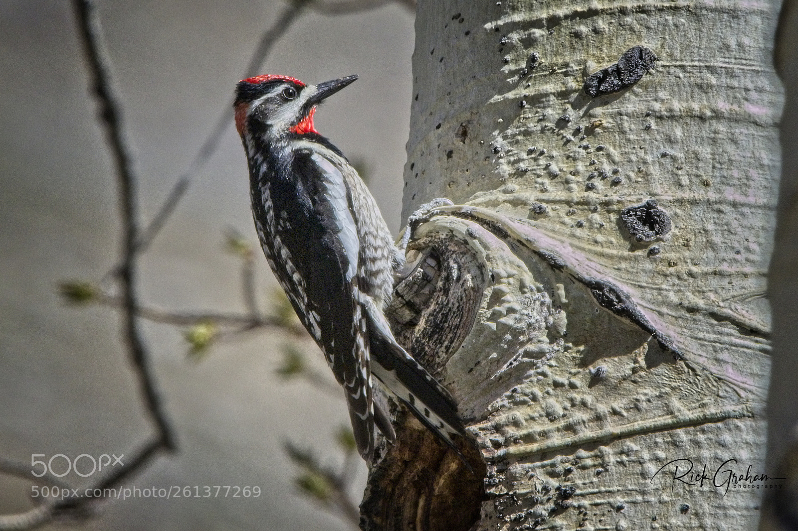 Canon EOS 80D sample photo. Red-naped sapsucker photography