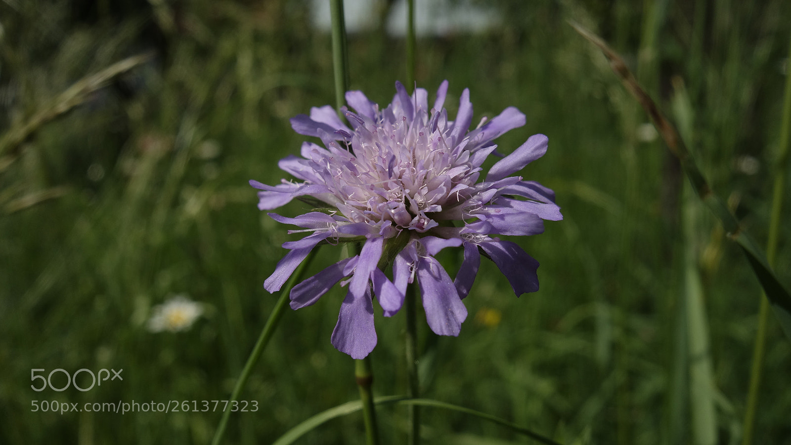 Sony Cyber-shot DSC-RX100 sample photo. Field flower photography