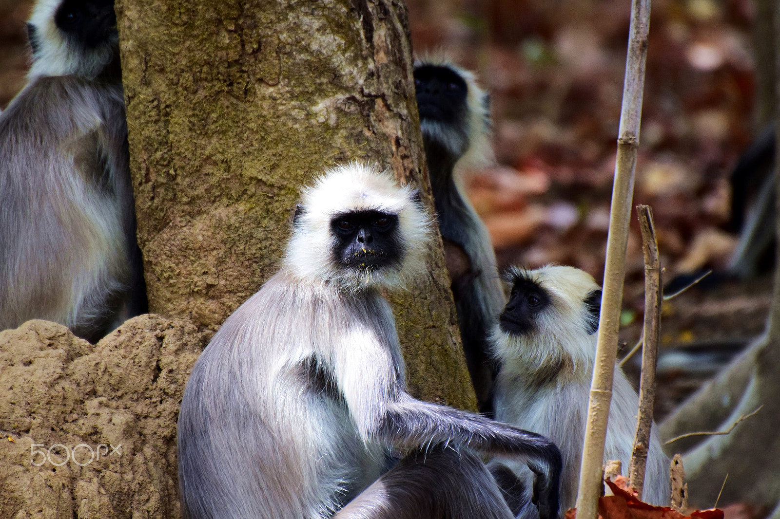 Nikon D5300 sample photo. Id - grey langur @ kanha tiger reserve 2018. photography