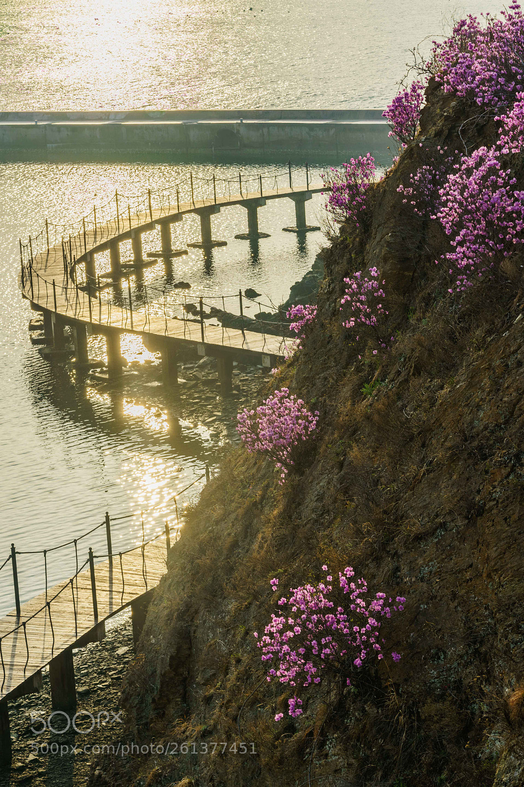 Sony a7 II sample photo. Rhododendron photography