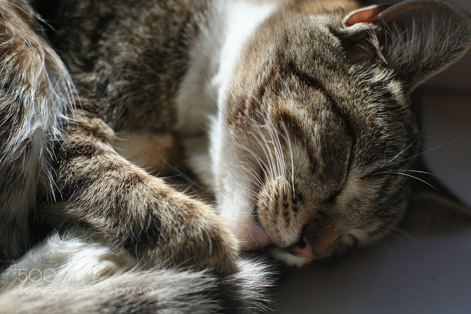 Canon EOS 350D (EOS Digital Rebel XT / EOS Kiss Digital N) sample photo. Sweet dreams photography