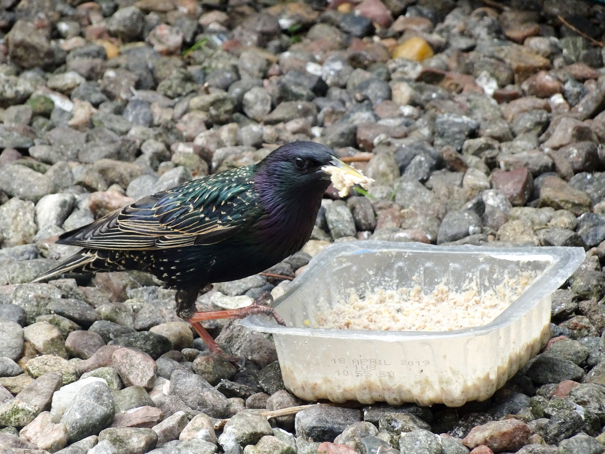 Sony Cyber-shot DSC-WX500 sample photo. Starling making a meal of it! photography