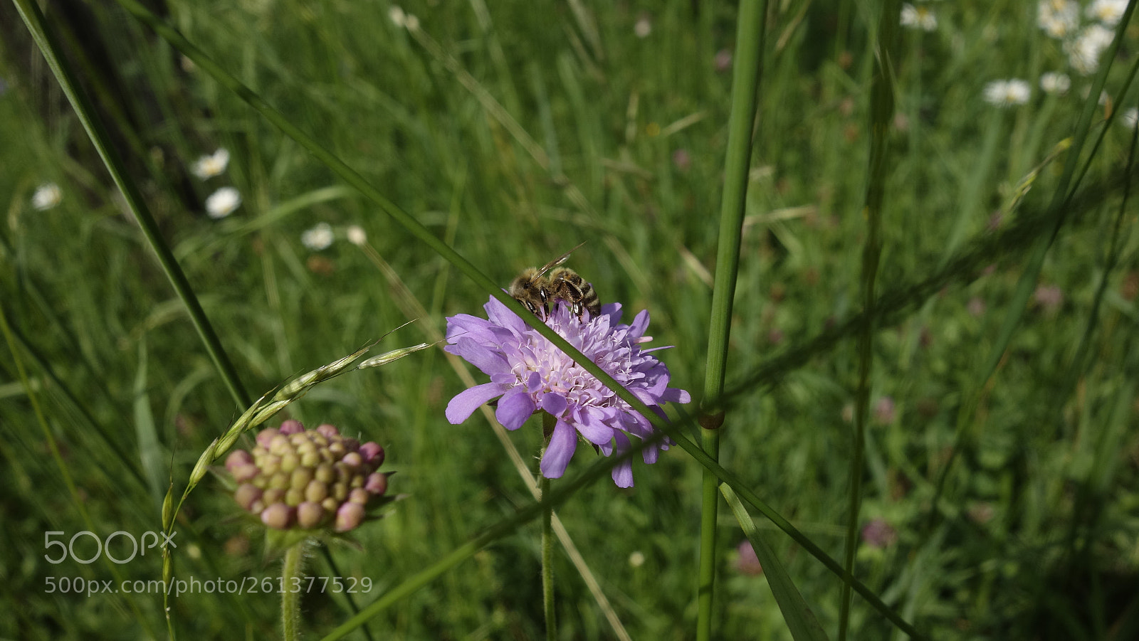 Sony Cyber-shot DSC-RX100 sample photo. Wildflower photography