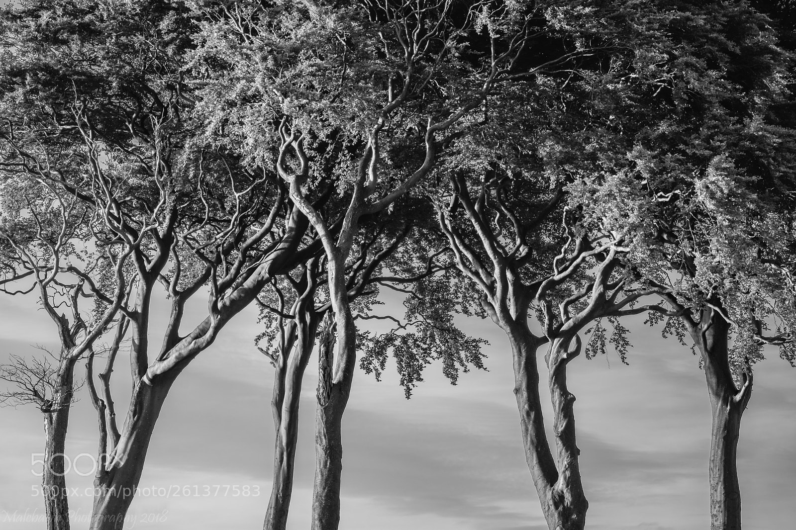 Fujifilm X-T2 sample photo. Then there were five. photography