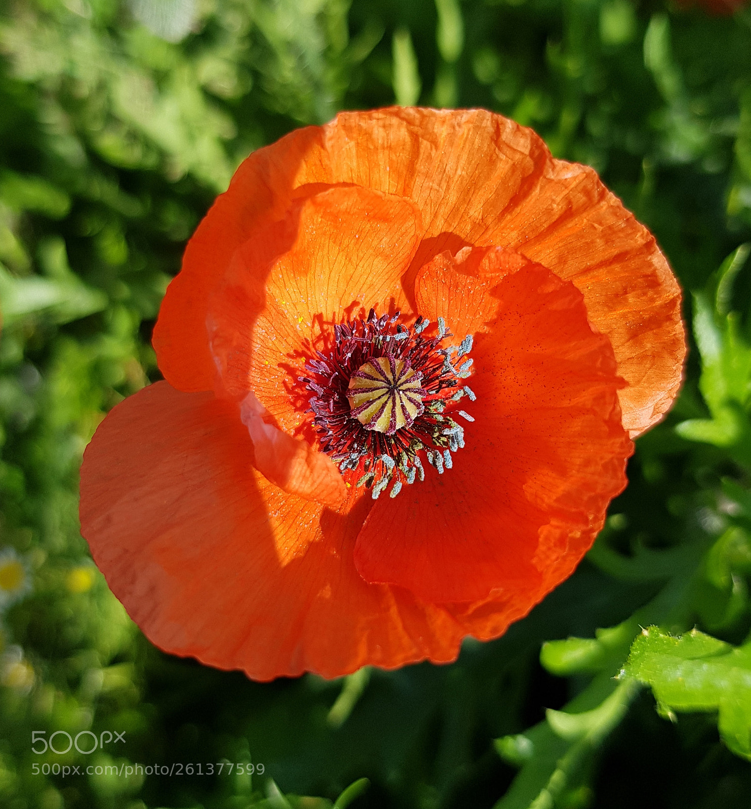 Samsung Galaxy S8 sample photo. One poppy. photography