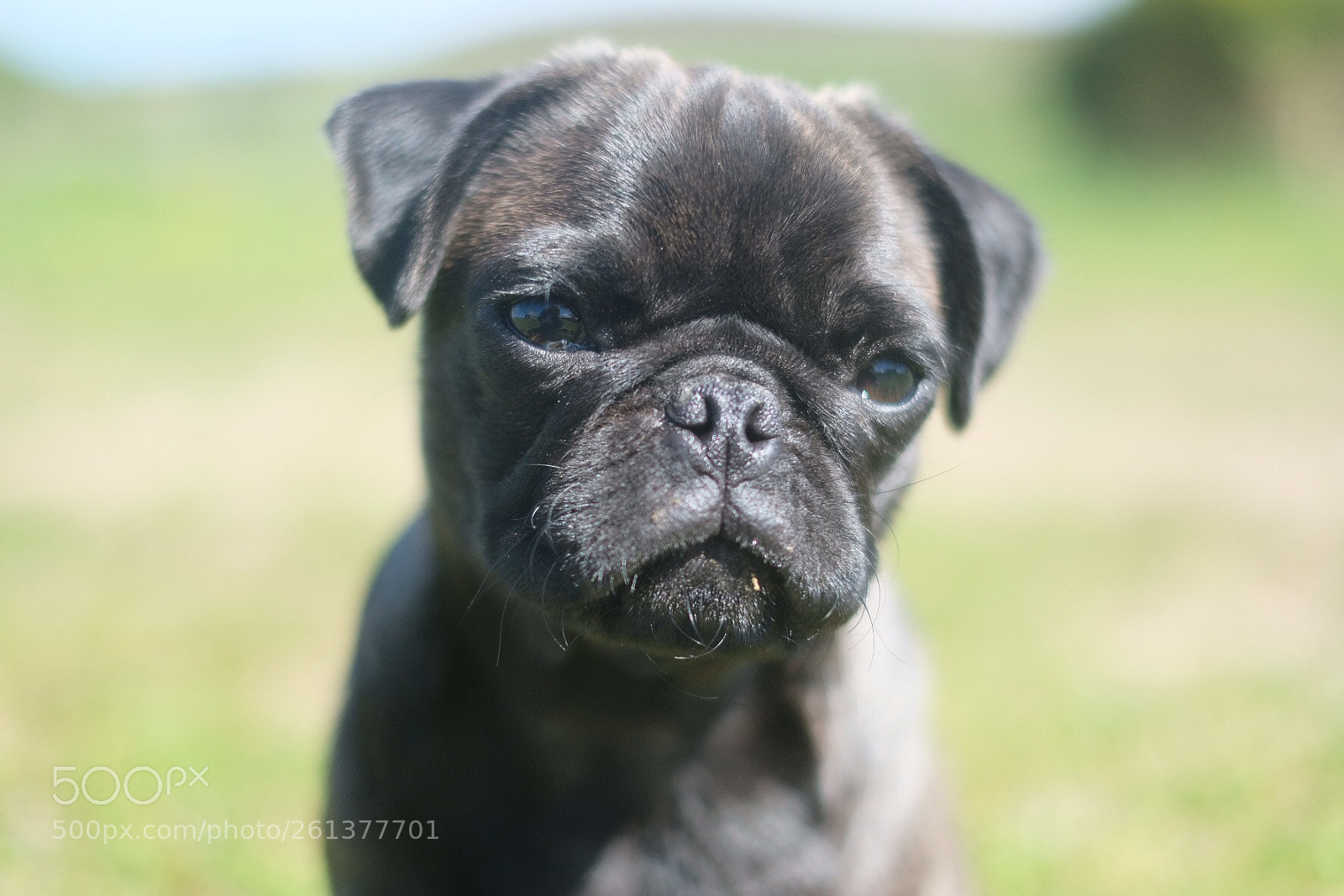 Fujifilm X-T2 sample photo. Toby photography