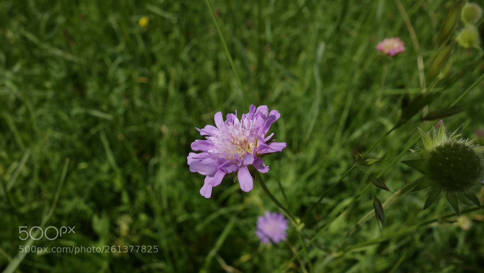 Sony Cyber-shot DSC-RX100 sample photo. Field flower photography