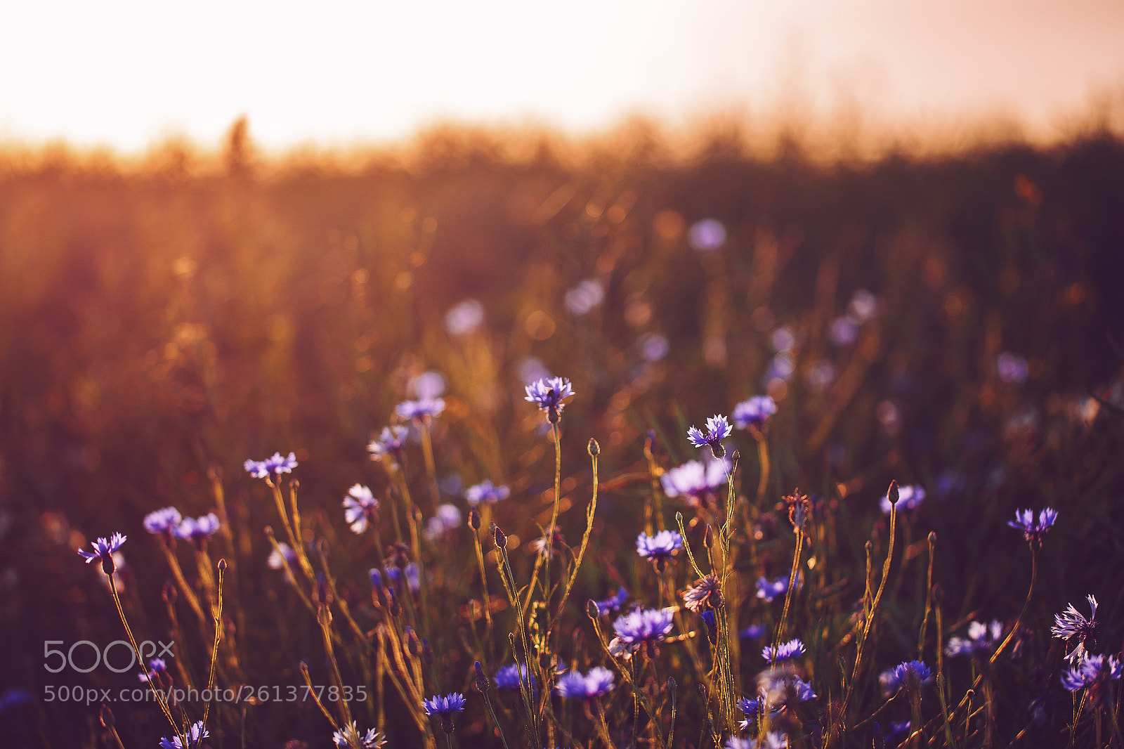 Canon EOS 6D sample photo. Somewhere in the fields photography