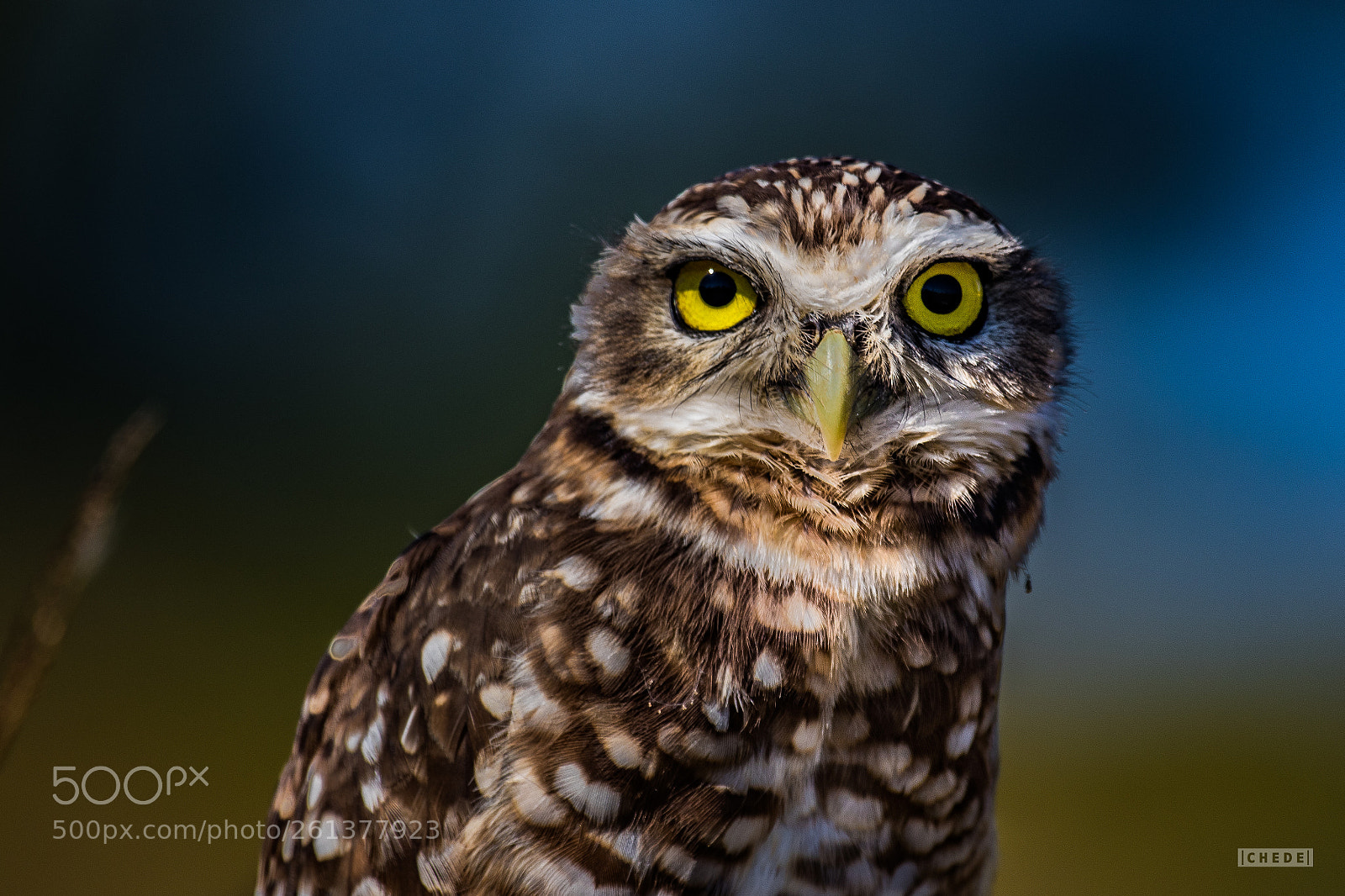 Canon EOS 80D sample photo. Burrowing owl photography