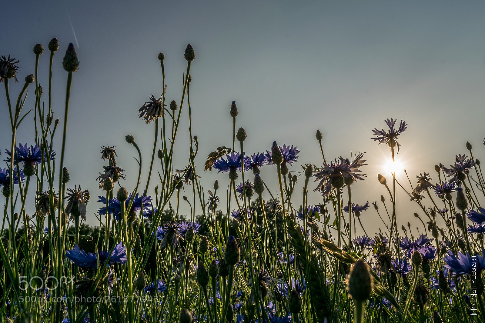 Nikon D3300 sample photo. And the sun goes photography