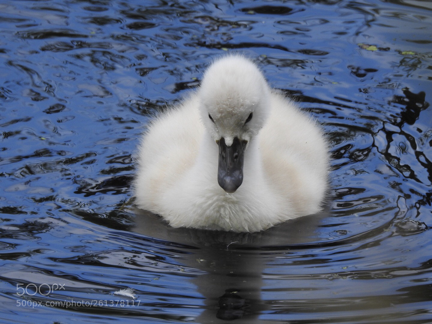 Nikon Coolpix P900 sample photo. Little cute swan photography
