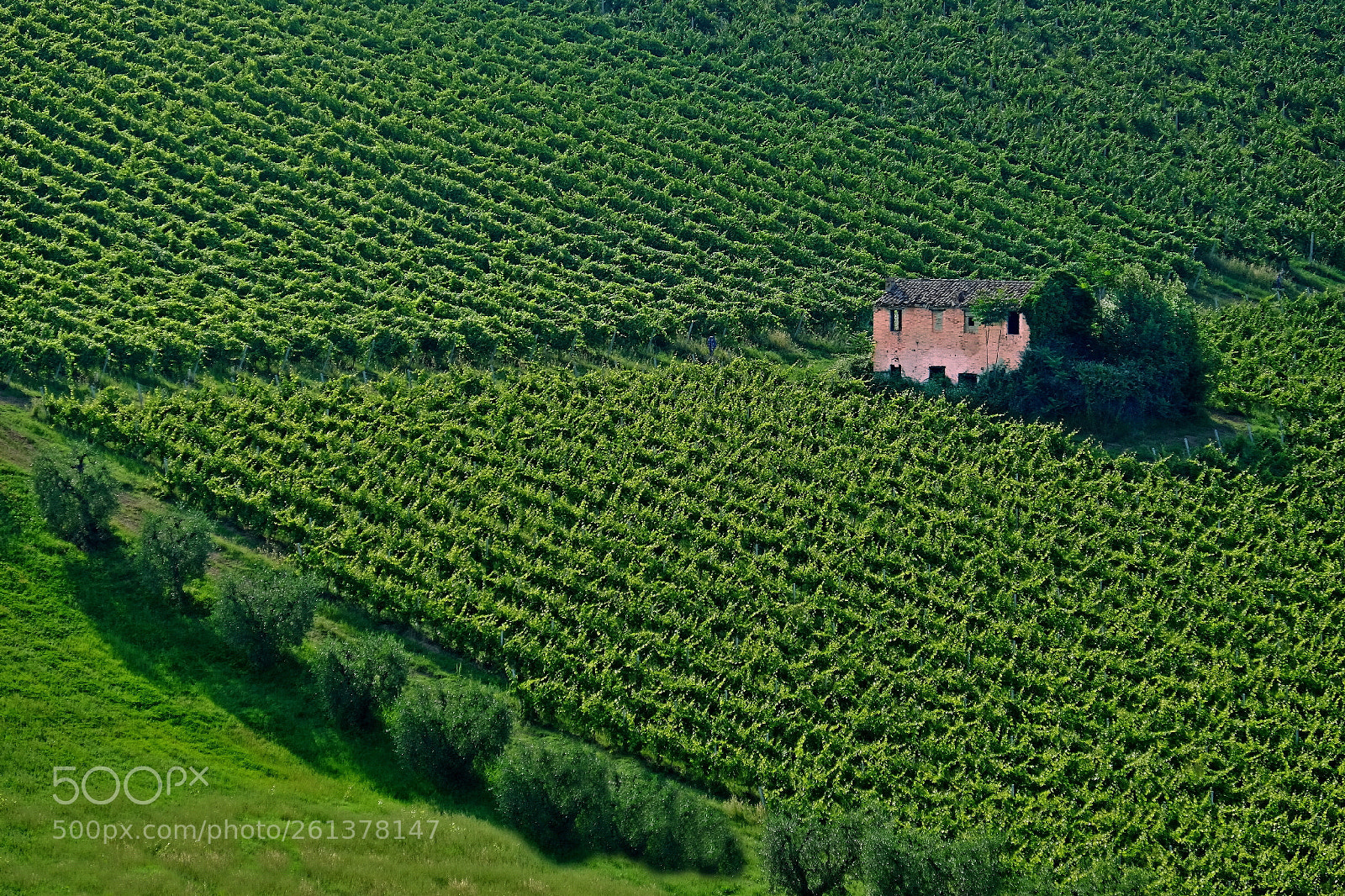 Fujifilm X-T10 sample photo. In the green photography