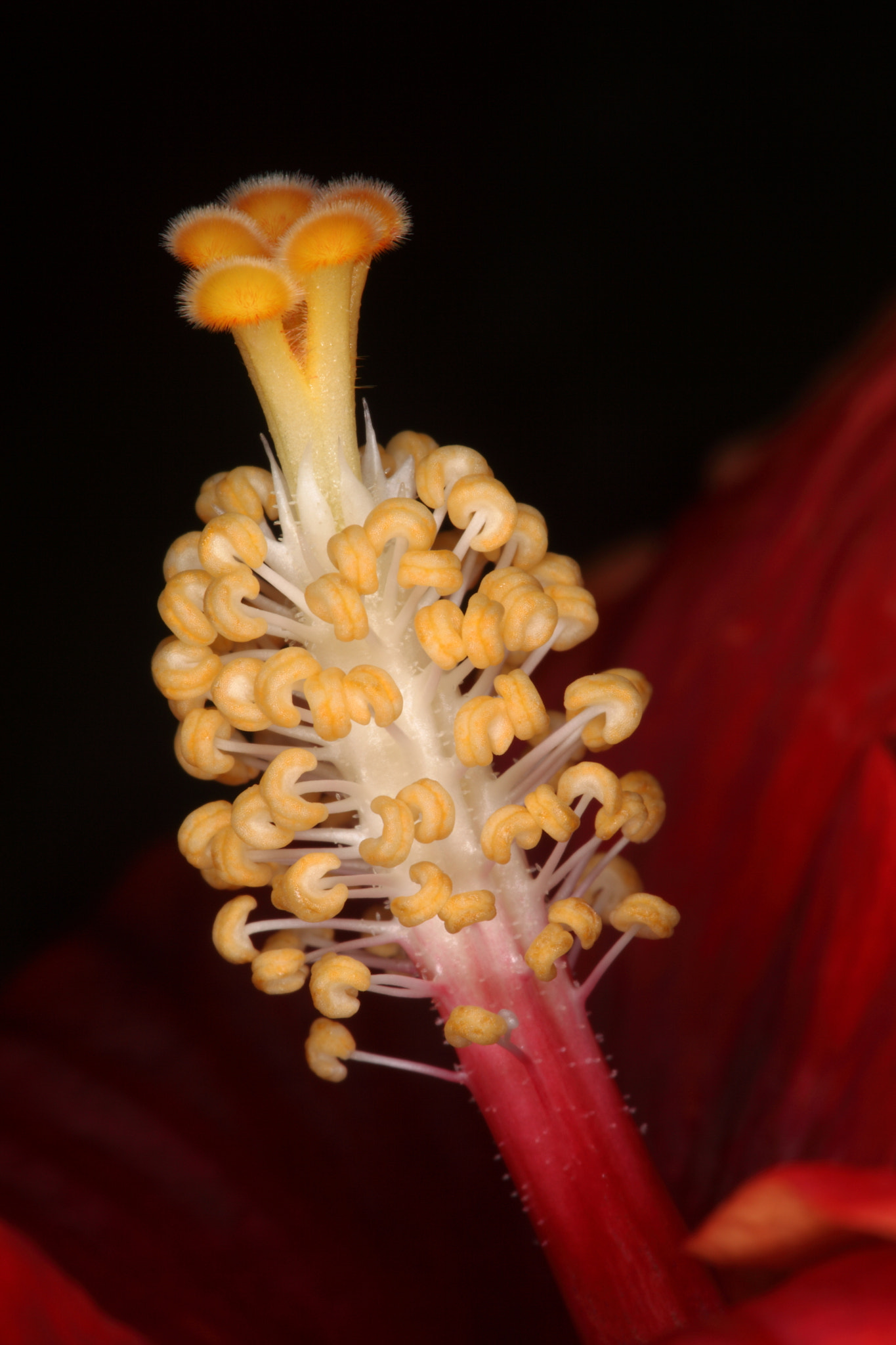 Canon EF 100mm F2.8 Macro USM sample photo. Img photography