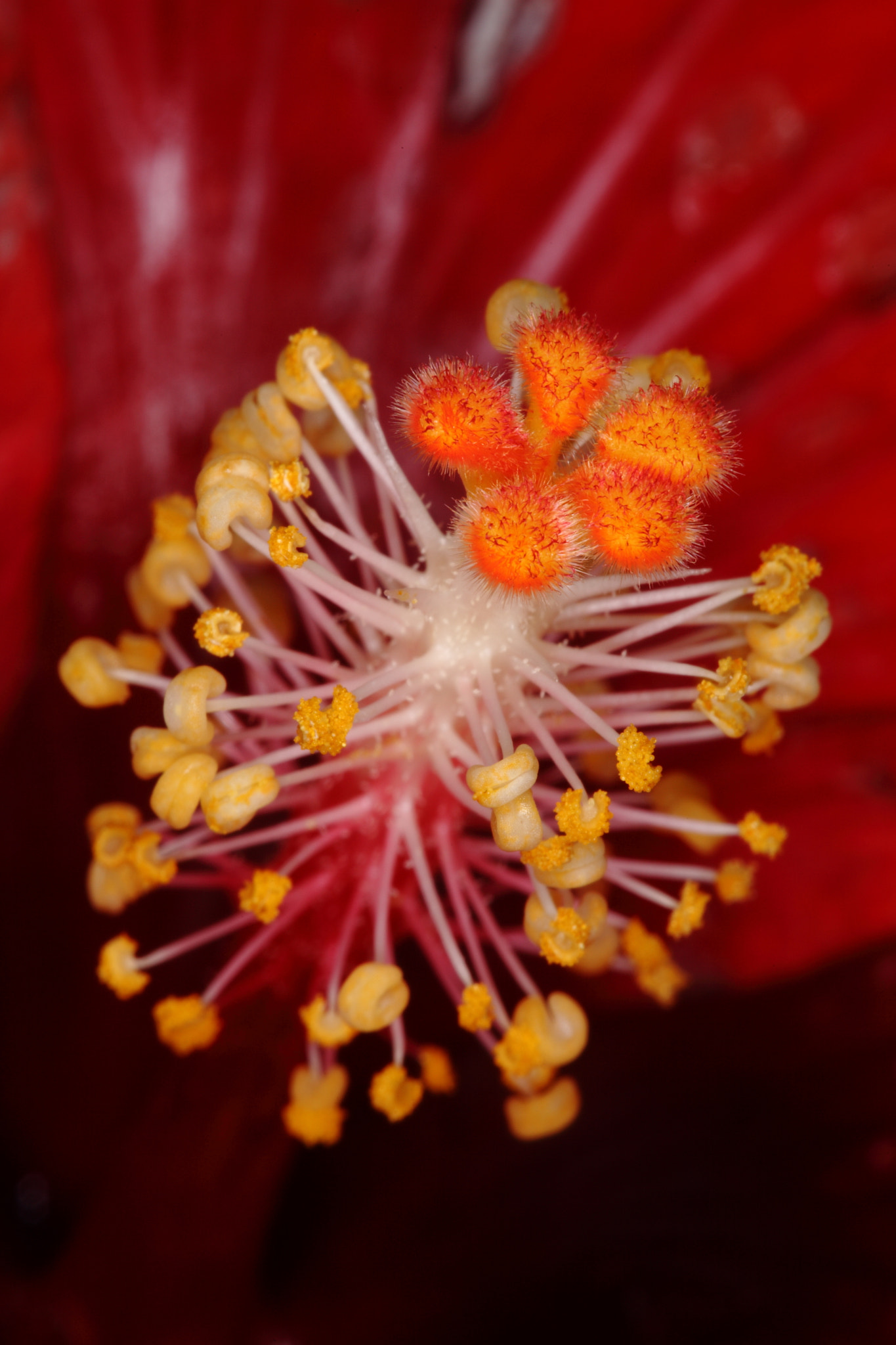 Canon EF 100mm F2.8 Macro USM sample photo. Img photography