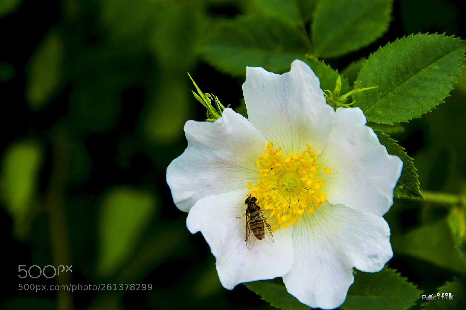 Nikon D5300 sample photo. Untitled photography