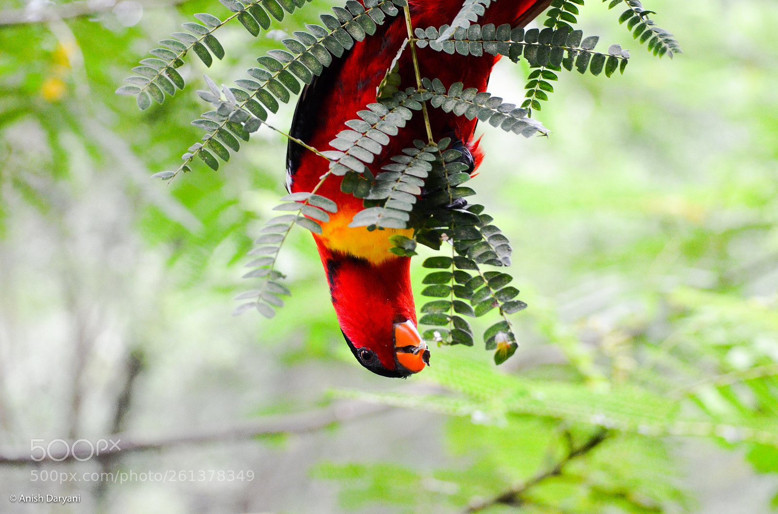 Nikon D5100 sample photo. Upside down! photography