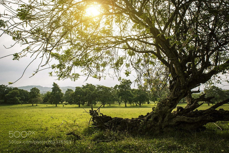 Nikon D5200 sample photo. Nature photography