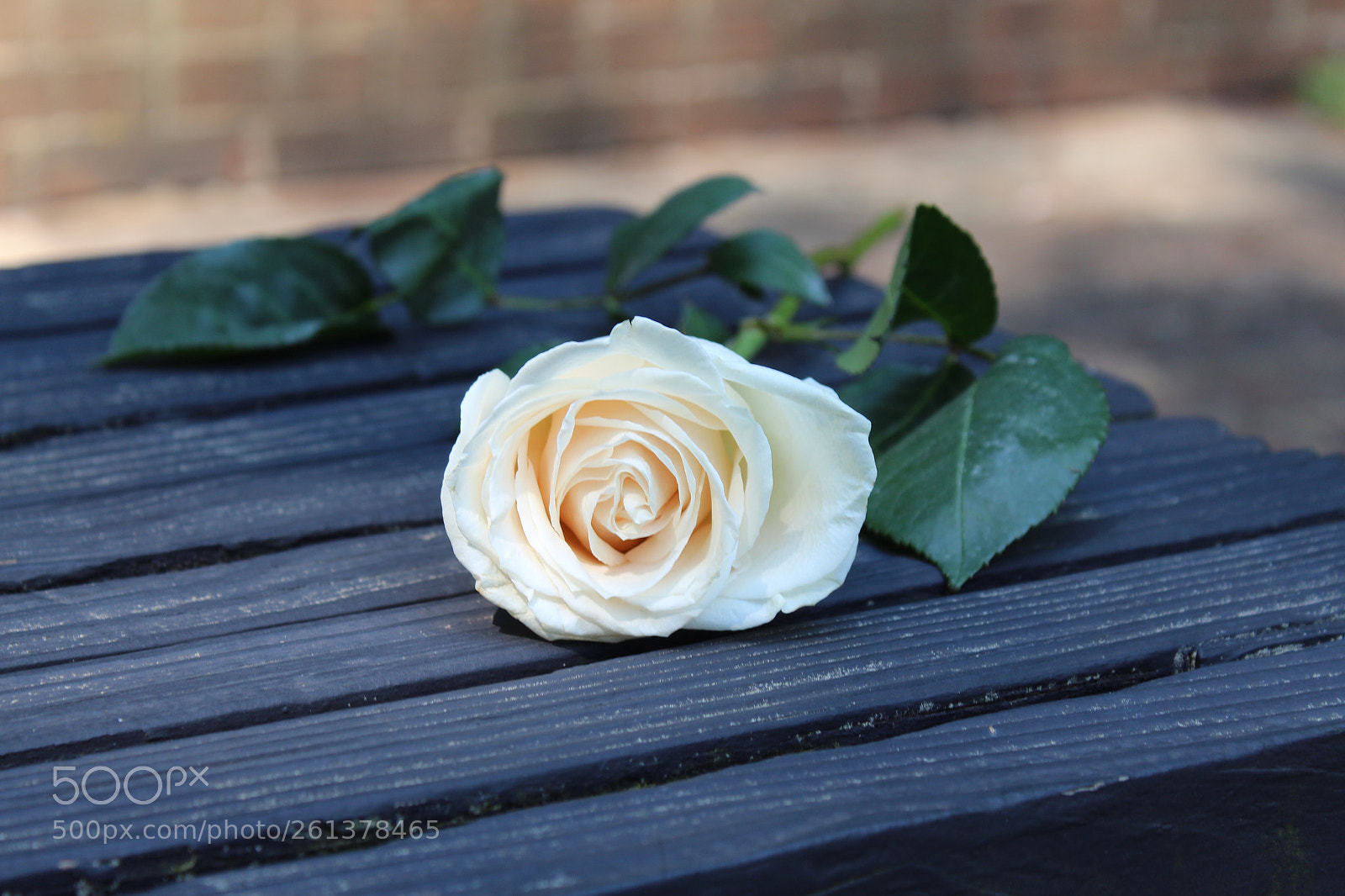Canon EOS 1300D (EOS Rebel T6 / EOS Kiss X80) sample photo. Rosa blanca photography