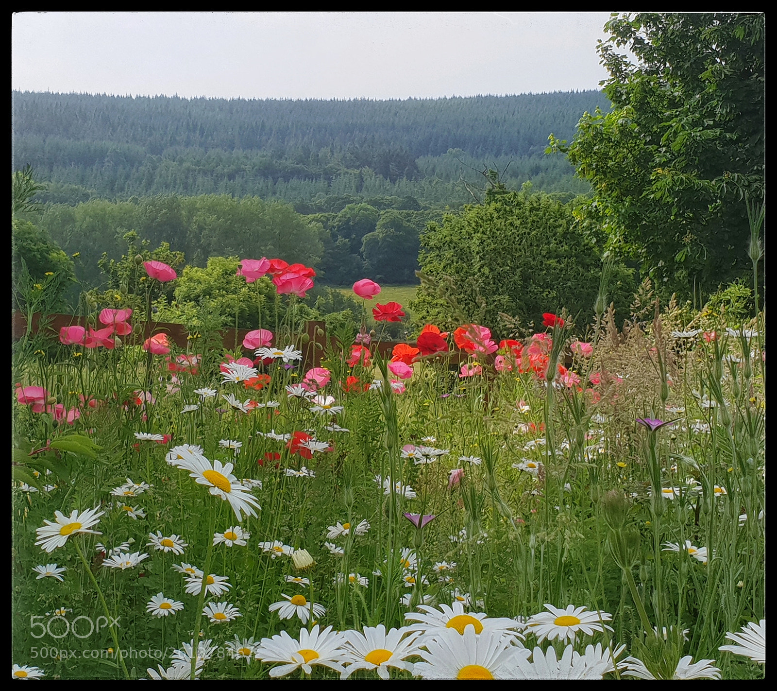 Samsung Galaxy S9 sample photo. All the daisies photography