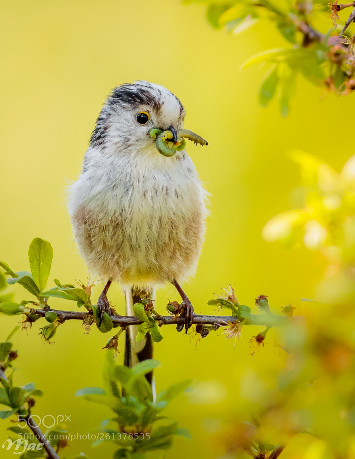 Canon EOS 7D Mark II sample photo. Collecting insects photography