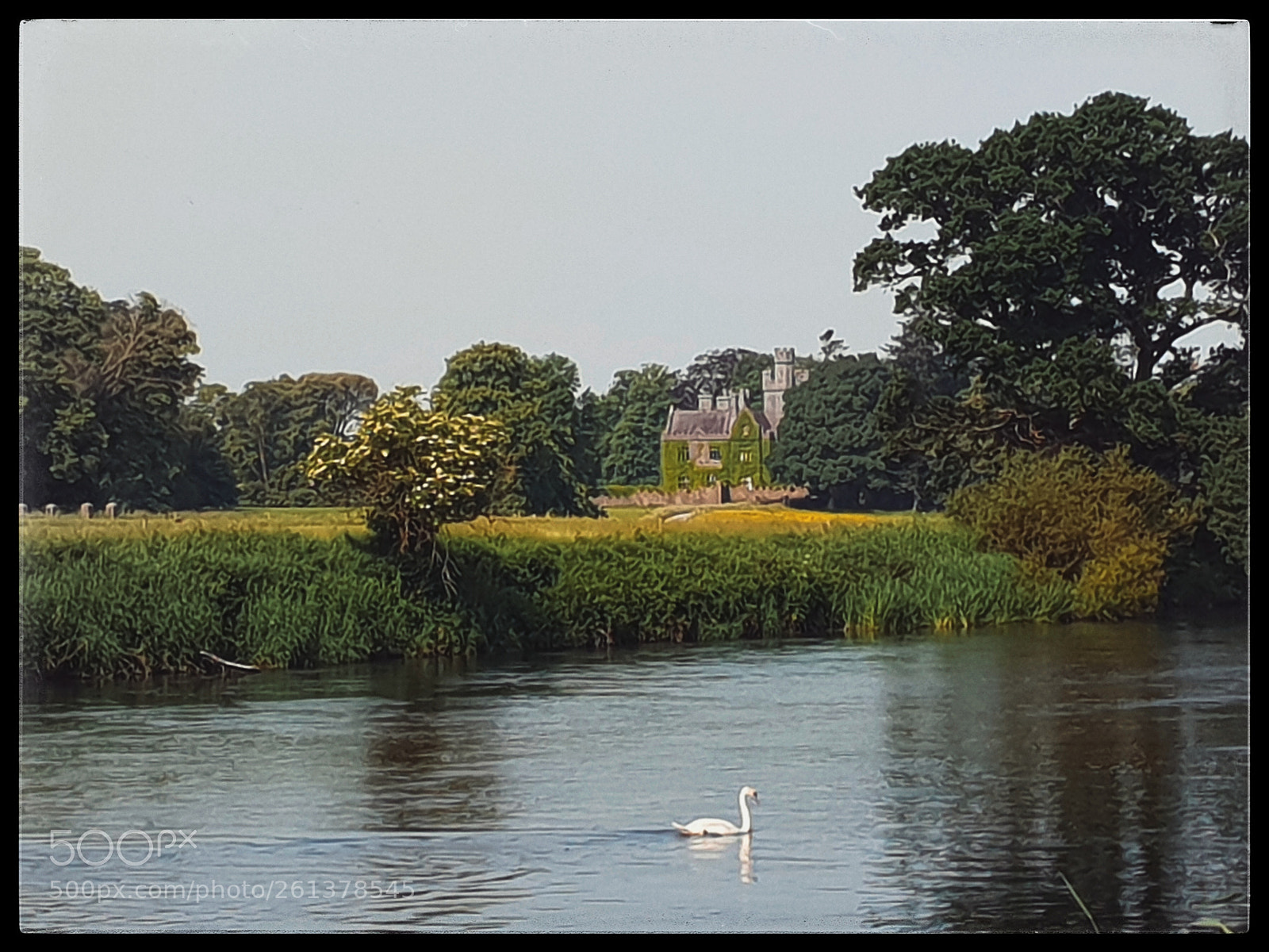 Samsung Galaxy S9 sample photo. A swan swimming photography