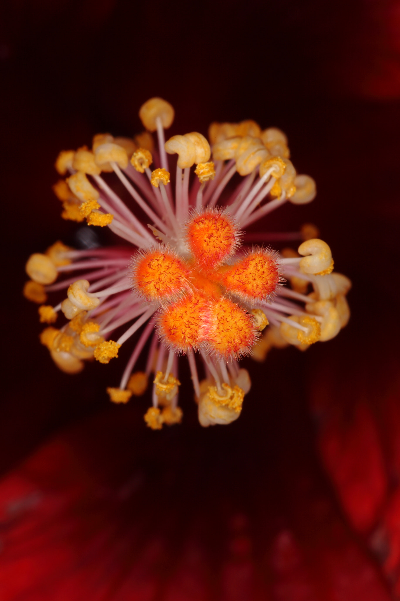 Canon EF 100mm F2.8 Macro USM sample photo. Img photography