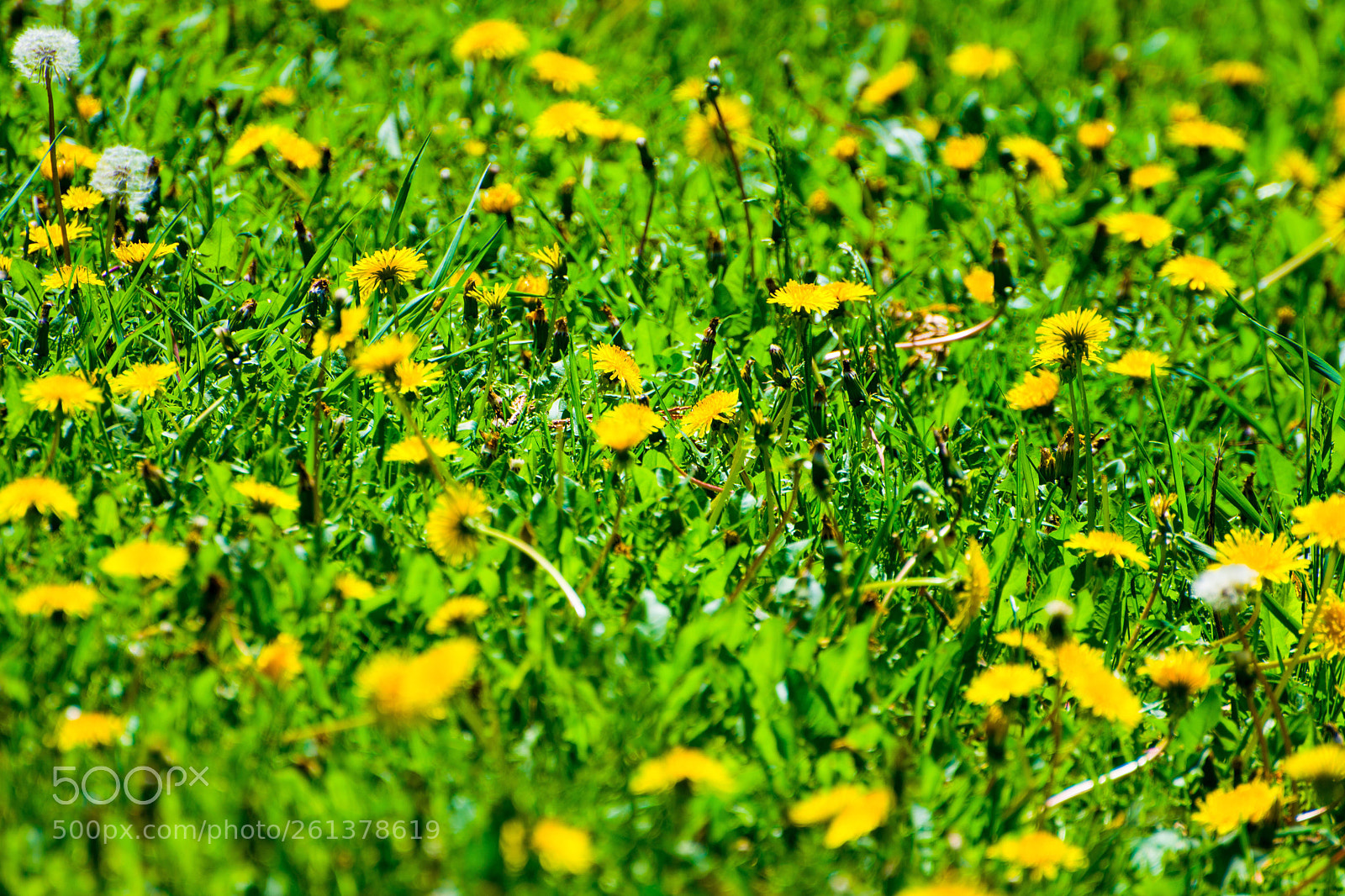 Nikon D5300 sample photo. Spring is here  photography