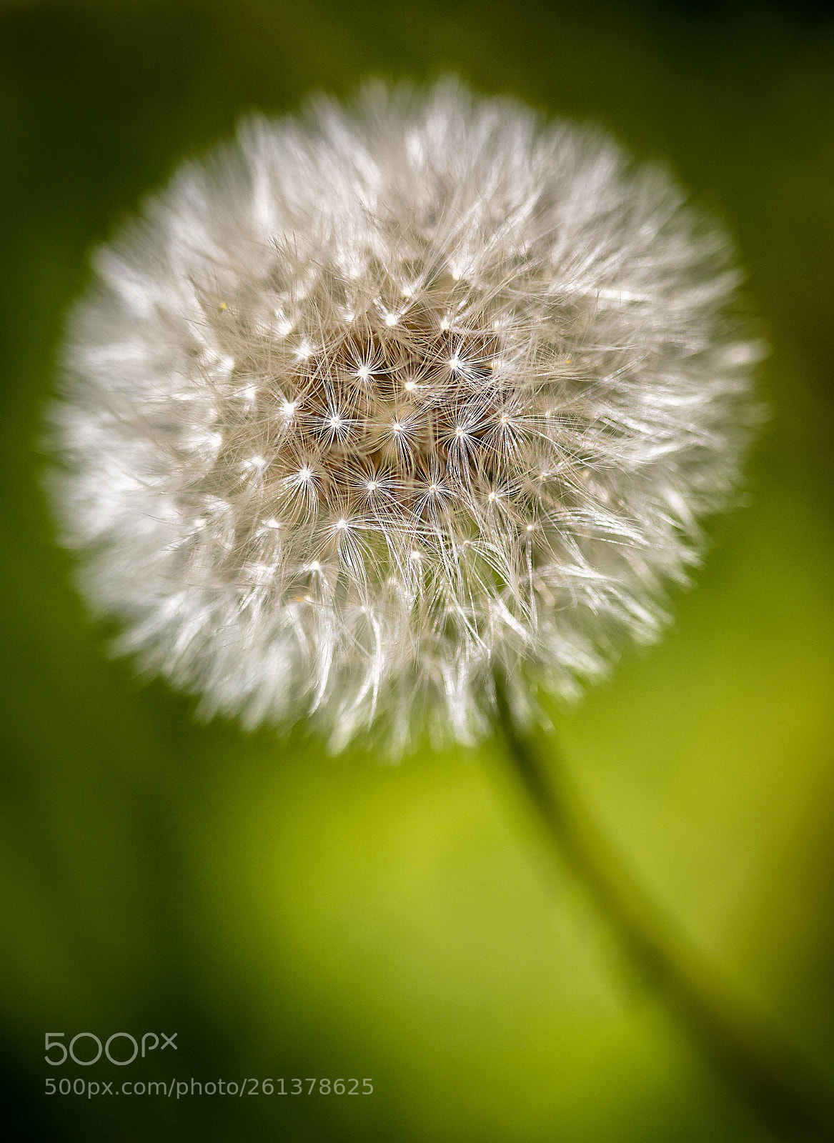 Canon EOS 6D sample photo. Dandelion head photography
