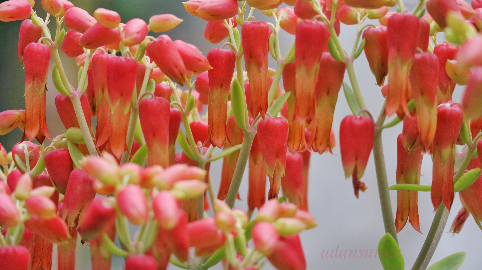 Canon EOS M10 sample photo. Kembang lidah buaya photography