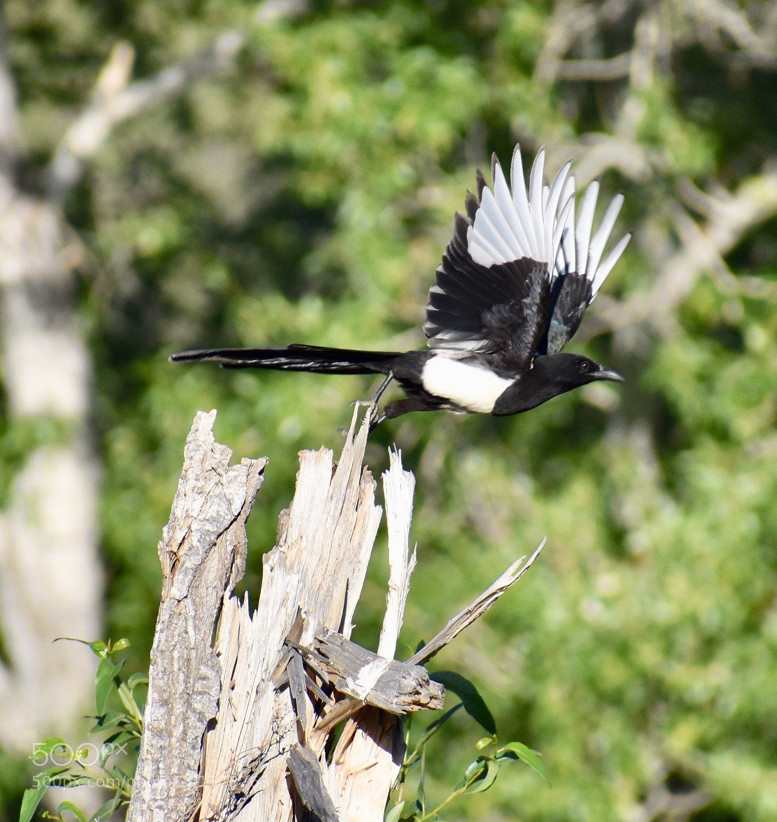 Nikon D3400 sample photo. Magpie on the move photography