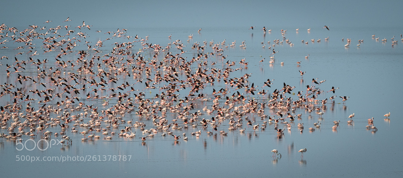 Nikon D850 sample photo. Flamingos photography