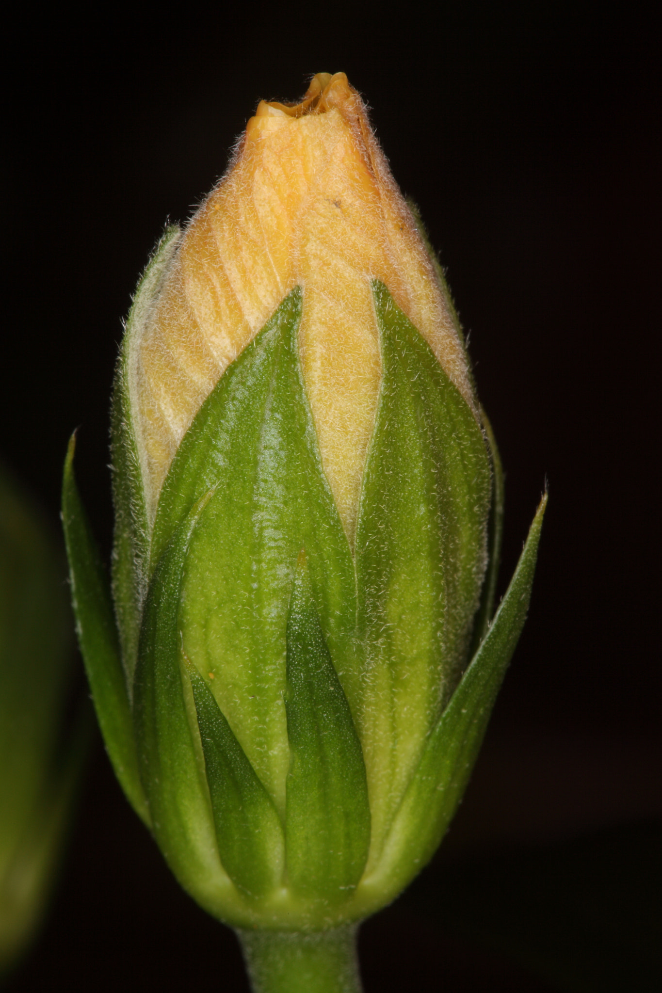 Canon EF 100mm F2.8 Macro USM sample photo. Img photography