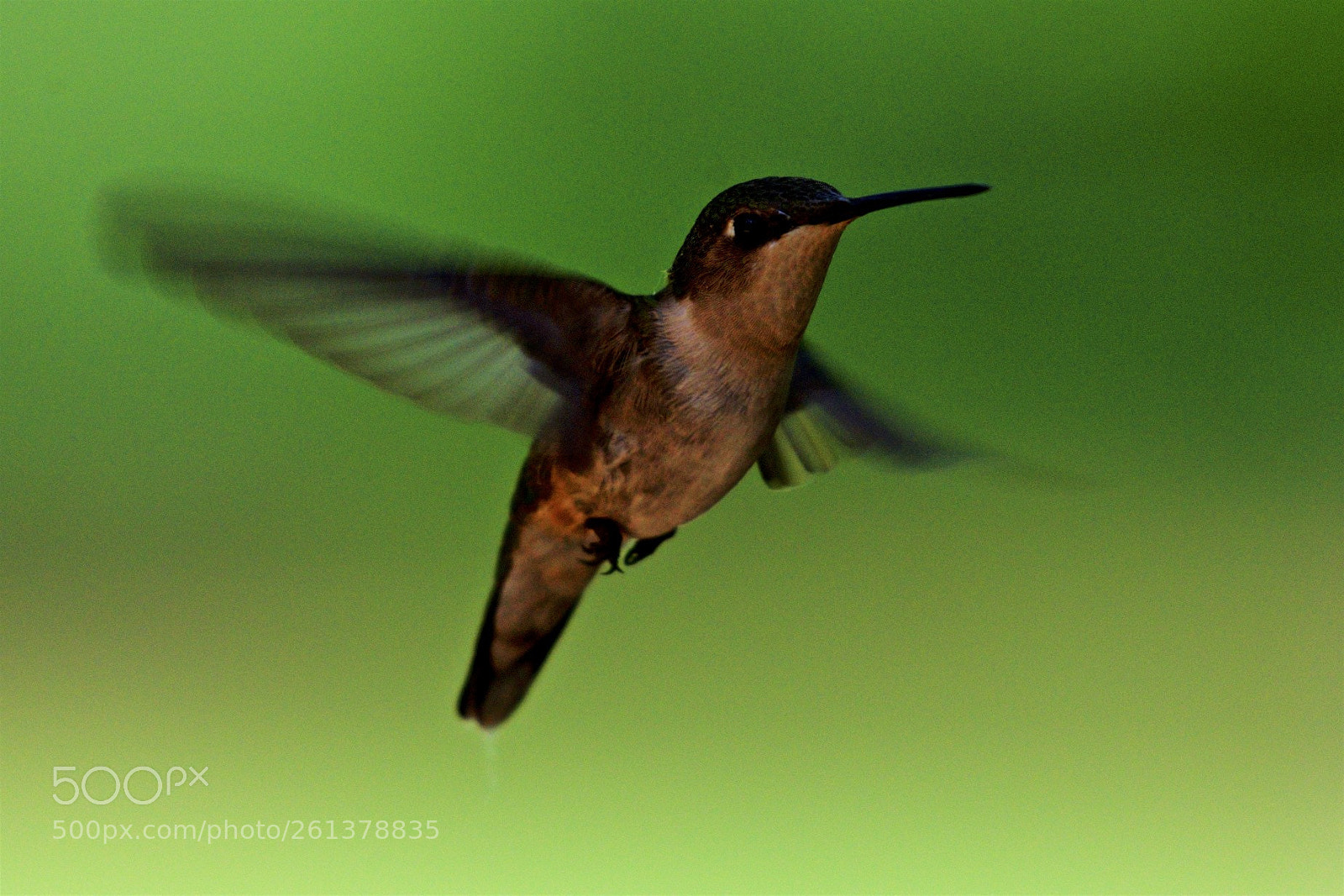 Nikon D600 sample photo. Backyard flight photography