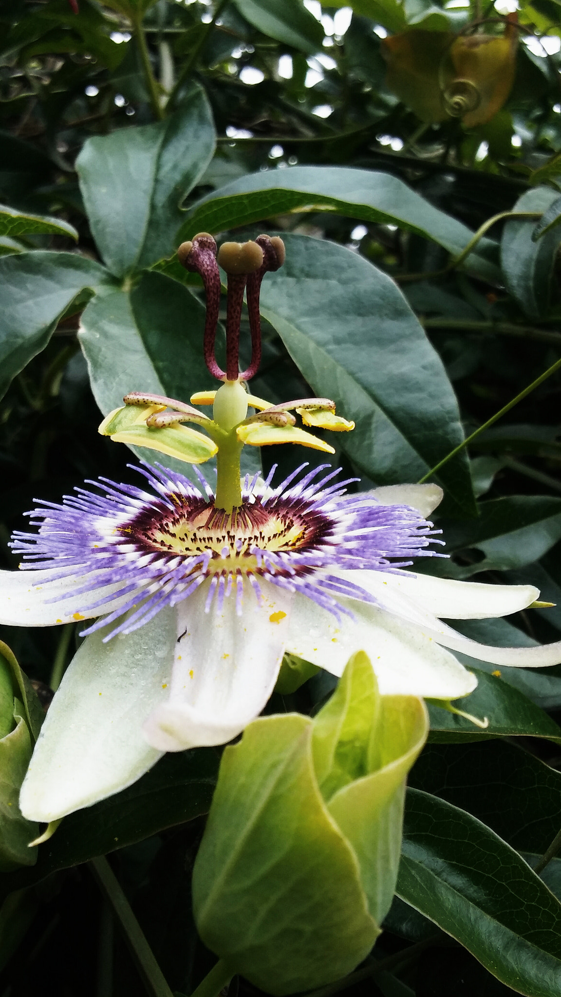 LG K10 sample photo. Passionflower photography