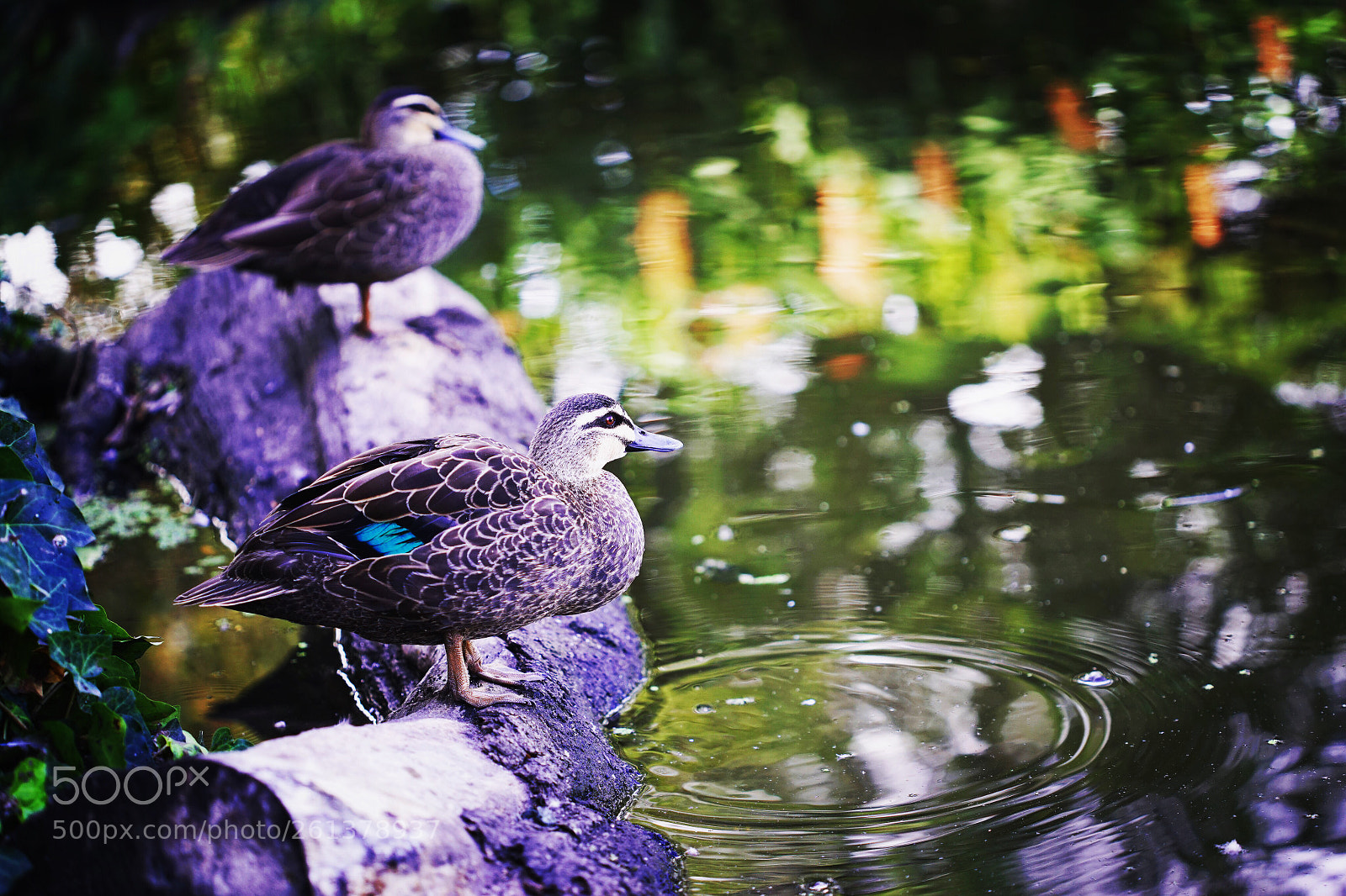 Sony a7R sample photo. Pacific black duck photography