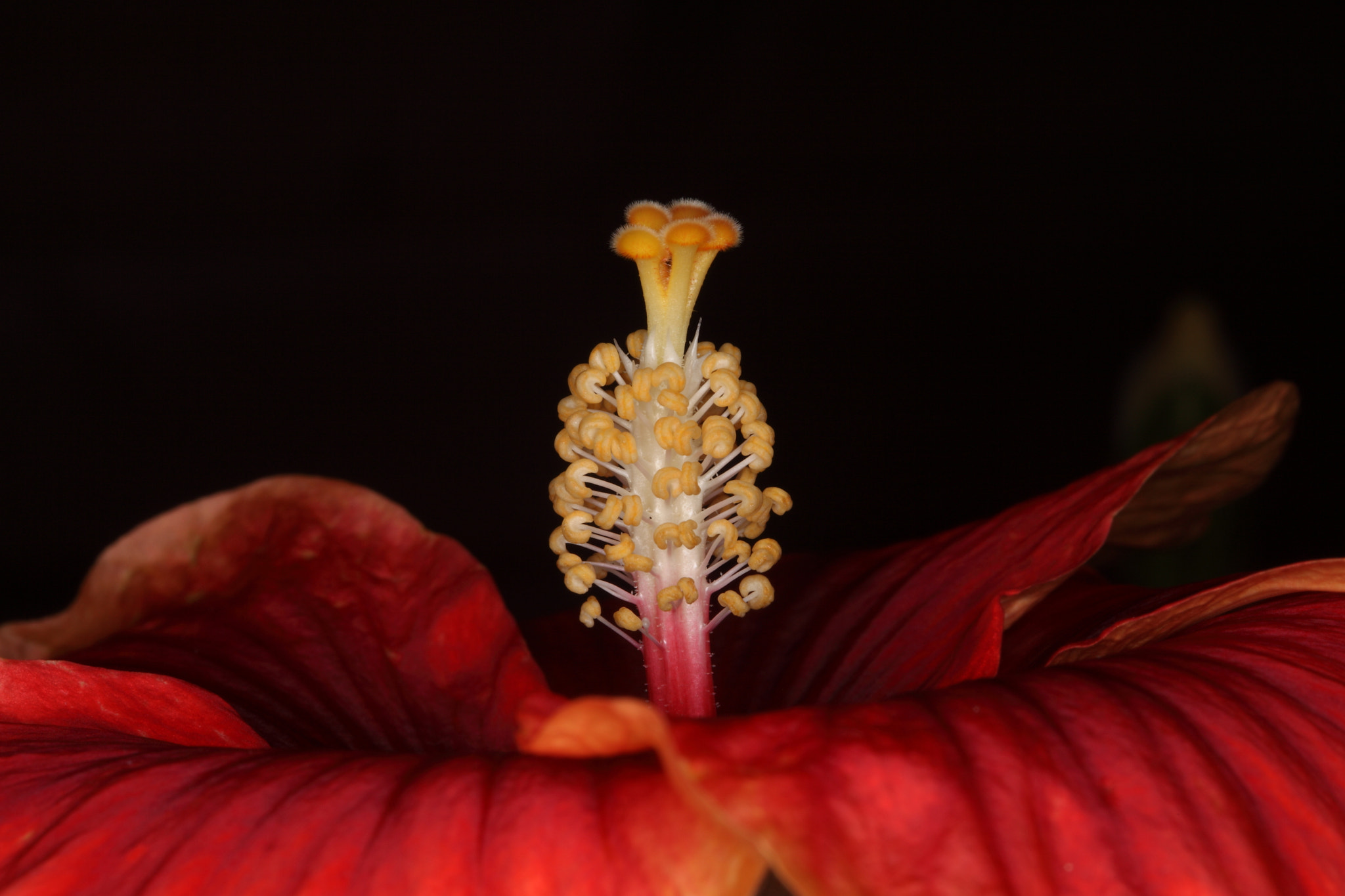 Canon EF 100mm F2.8 Macro USM sample photo. Img photography