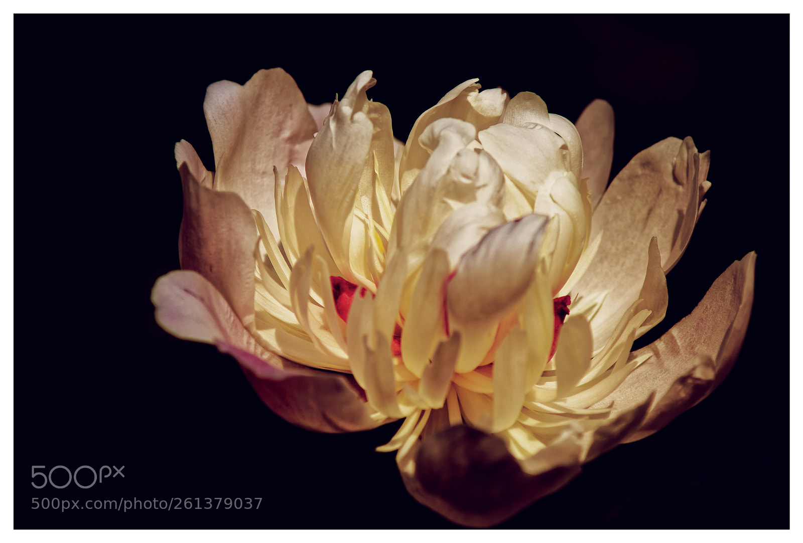 Sony SLT-A58 sample photo. Pfingstrose / peony photography