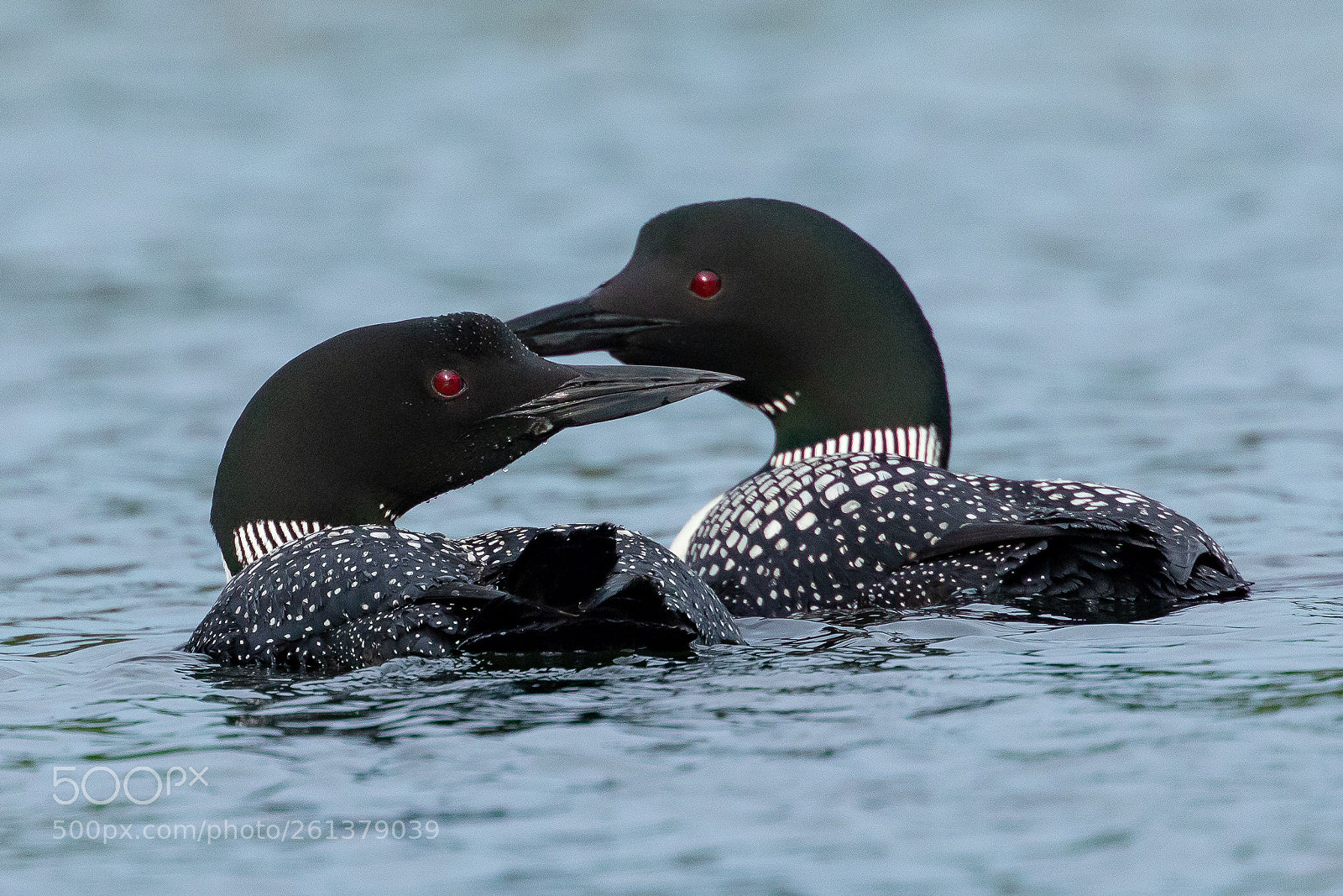 Canon EOS 5D Mark IV sample photo. Courtship on the water photography