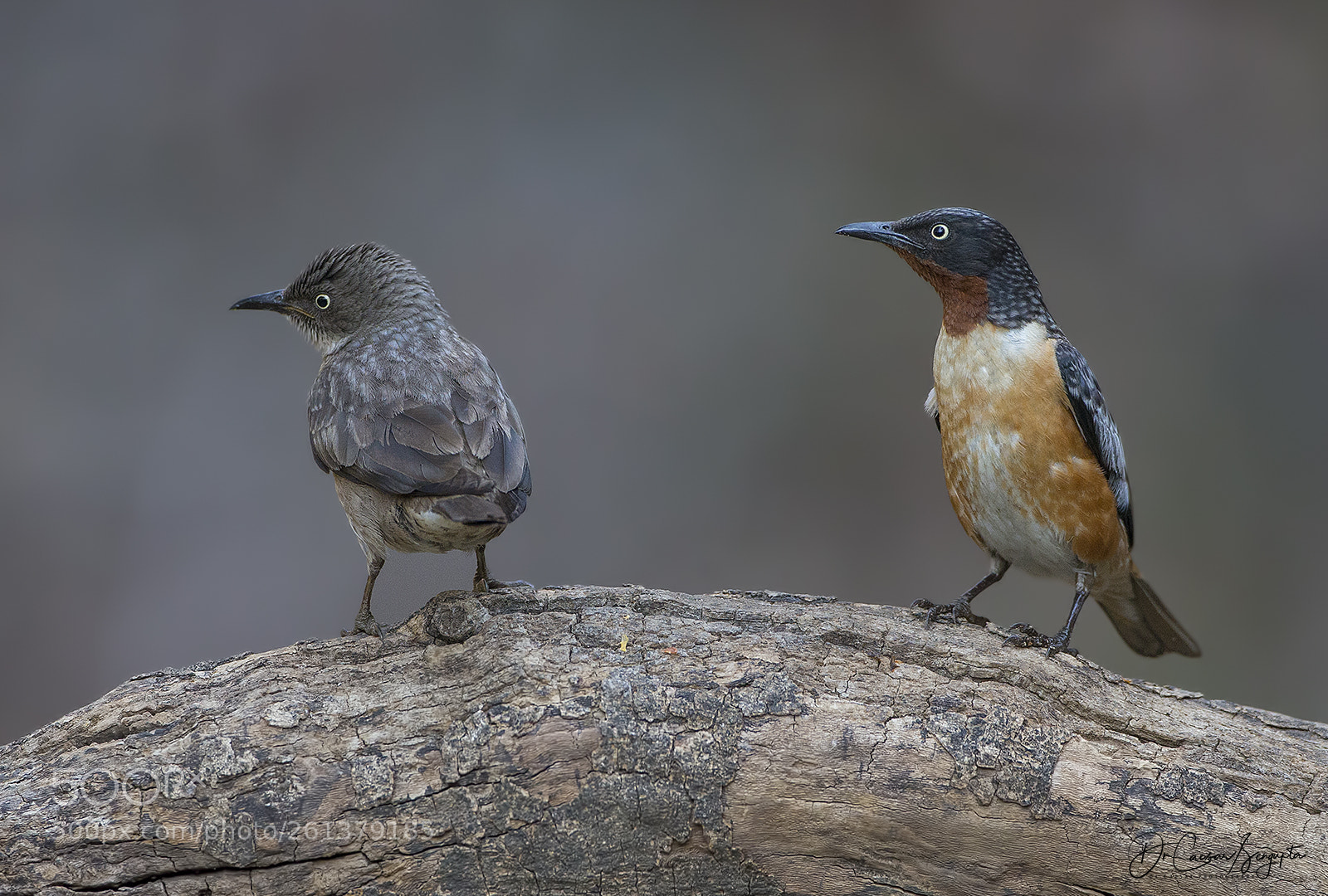 Canon EOS-1D X sample photo. Spot winged starling photography