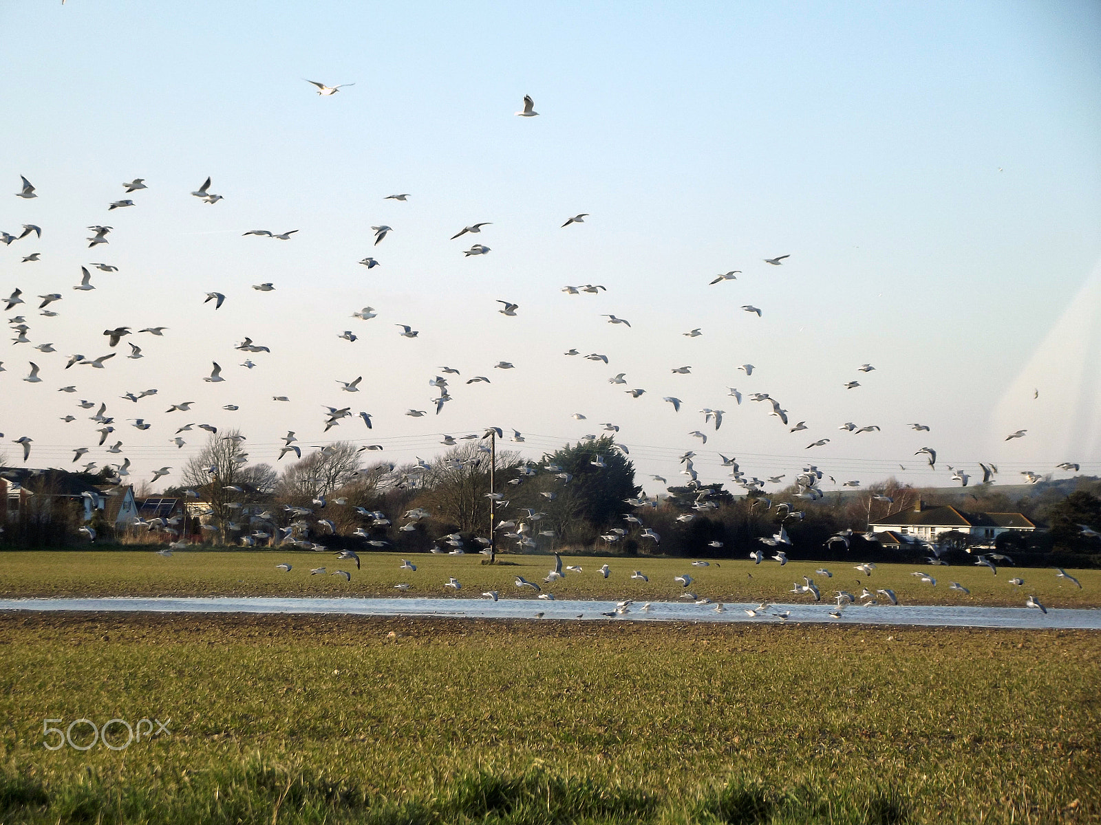 FujiFilm FinePix S2950 (FinePix S2990) sample photo. Birds photography