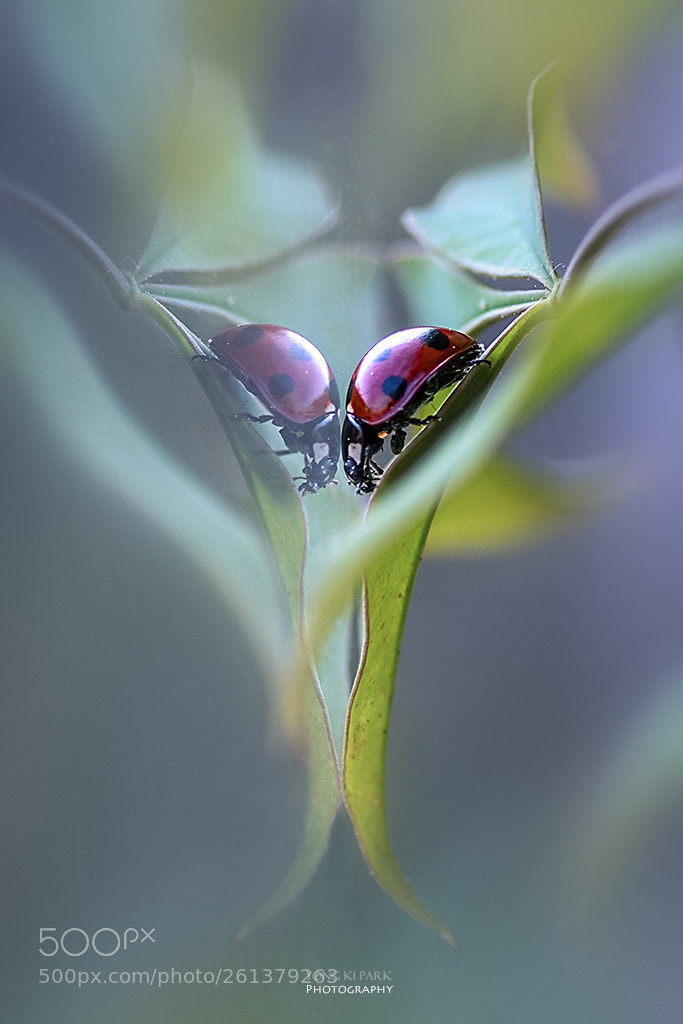 Pentax K-3 sample photo. Inside of the window photography