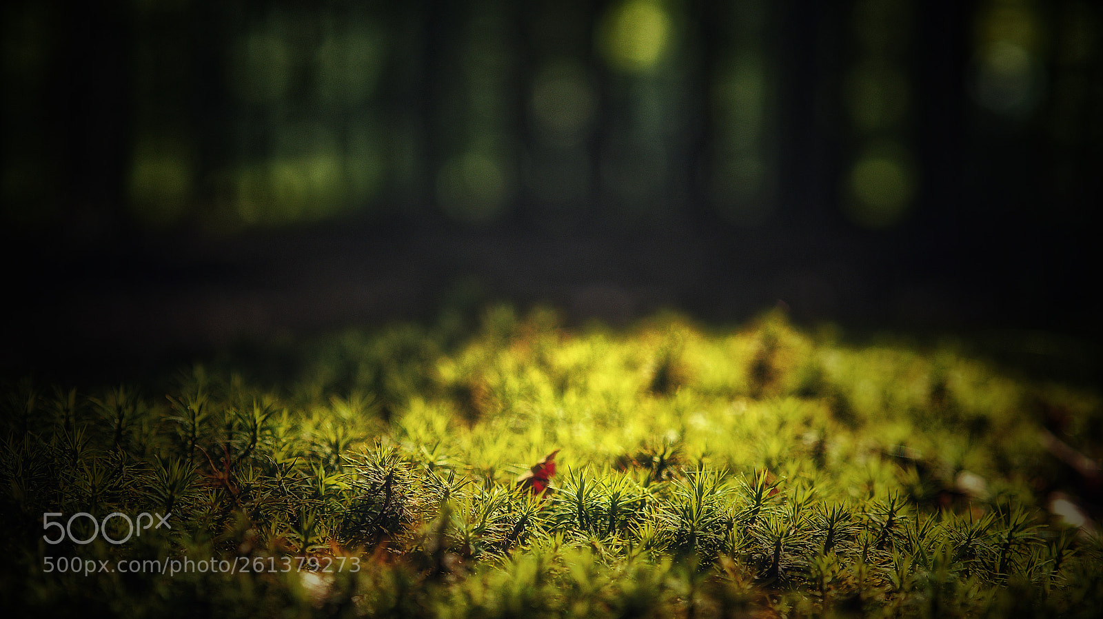Panasonic Lumix DMC-GX7 sample photo. About focus and structures photography