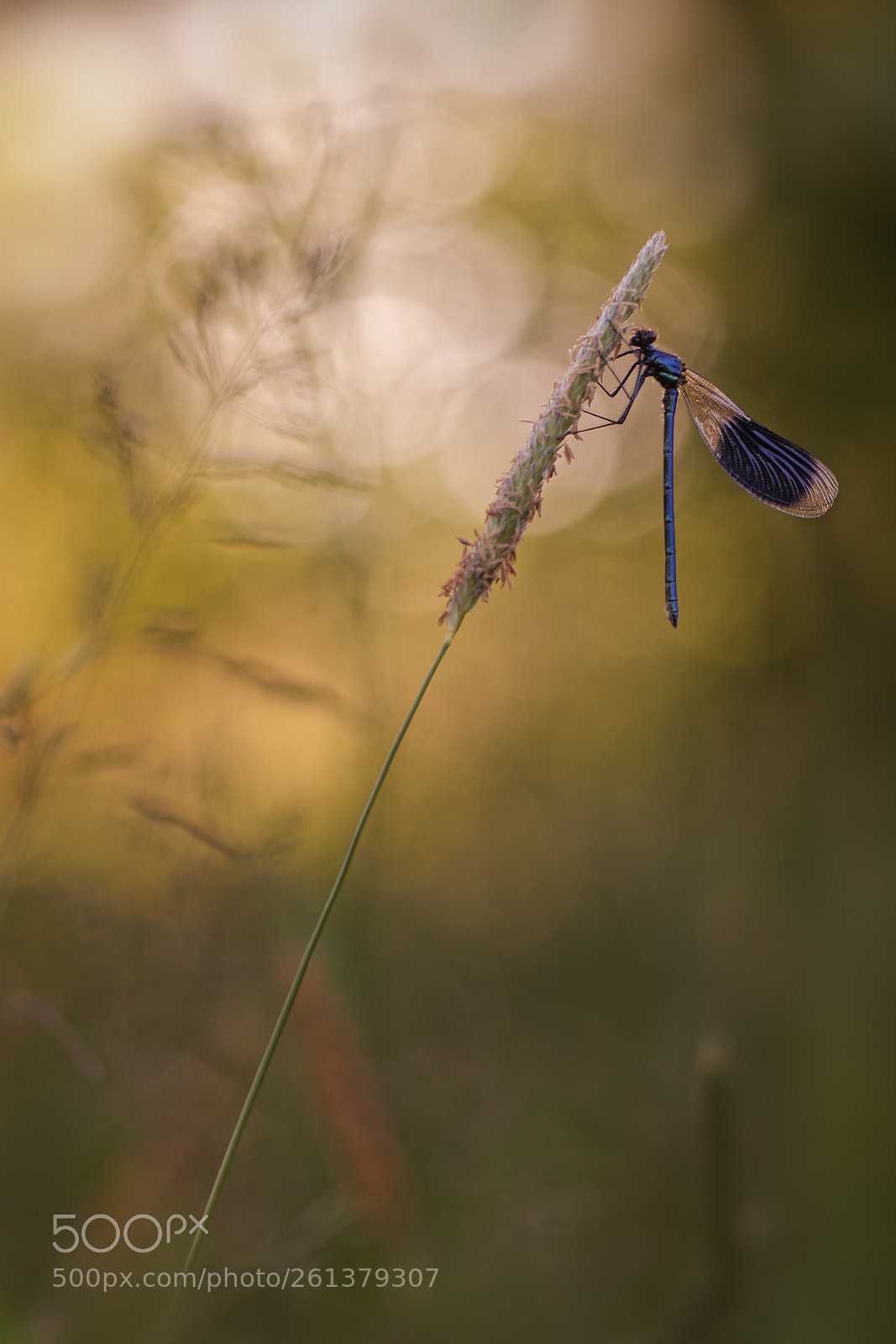 Nikon D750 sample photo. Zénitude photography