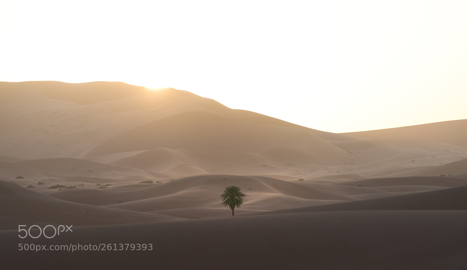 Nikon D810 sample photo. Saharan oasis photography