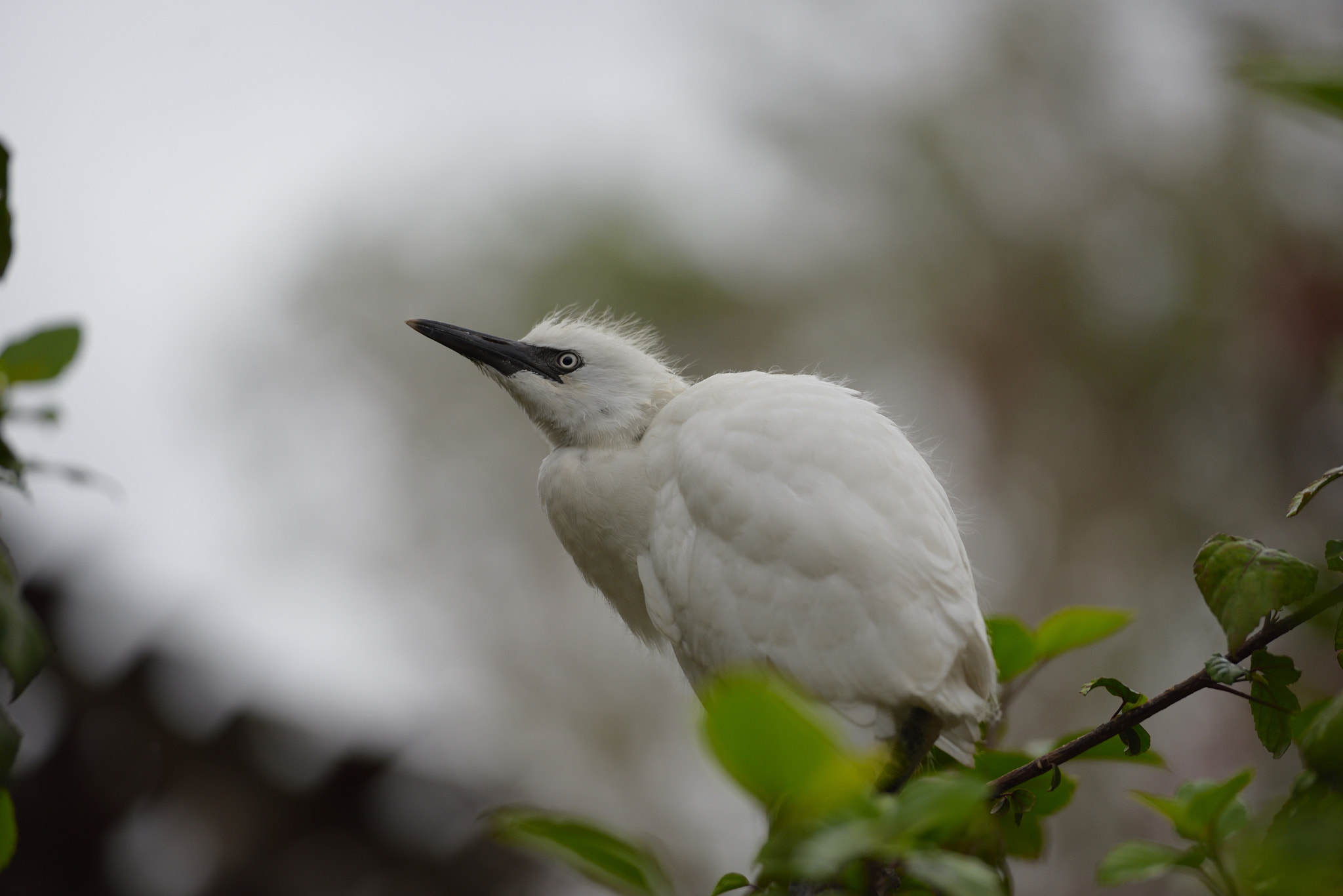 Nikon AF-S Nikkor 70-200mm F2.8G ED VR II sample photo. White birdie2 photography
