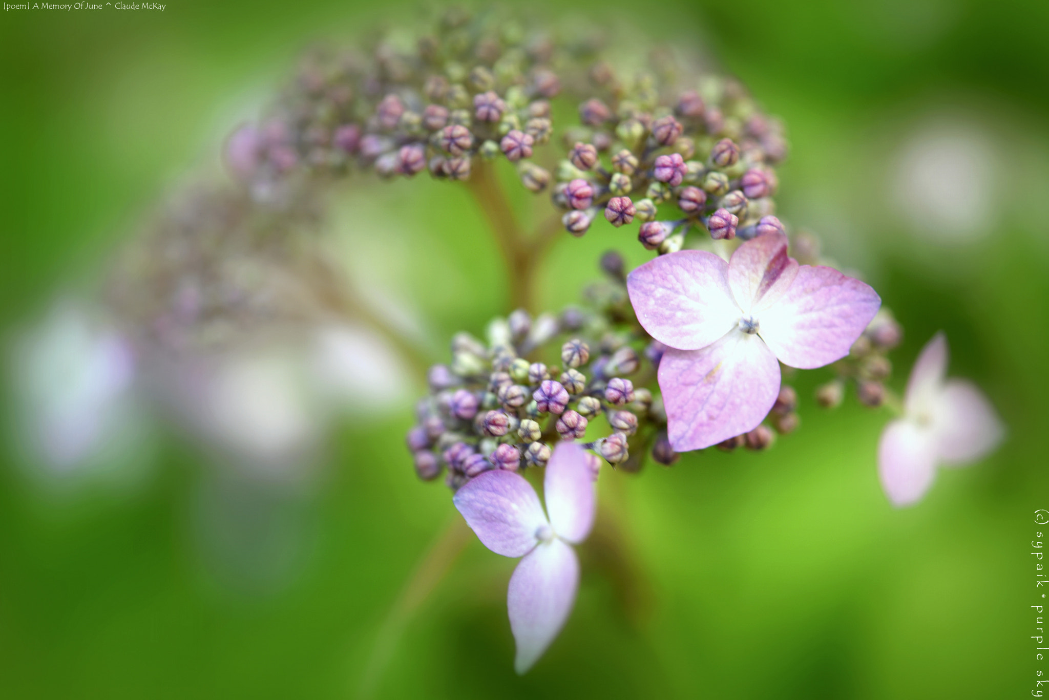 Nikon AF-S Micro-Nikkor 60mm F2.8G ED sample photo. A memory of june ** photography