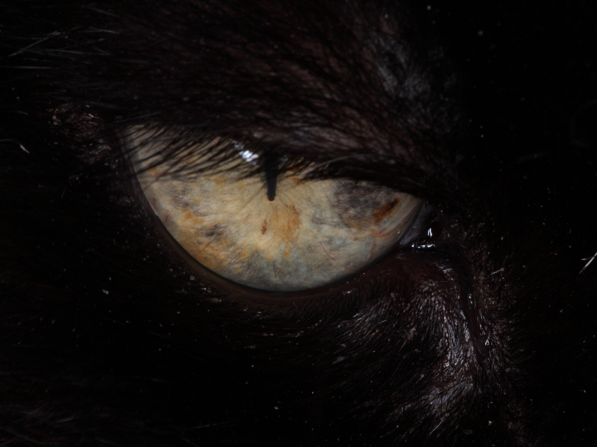 Canon EF 100mm F2.8 Macro USM sample photo. Img photography