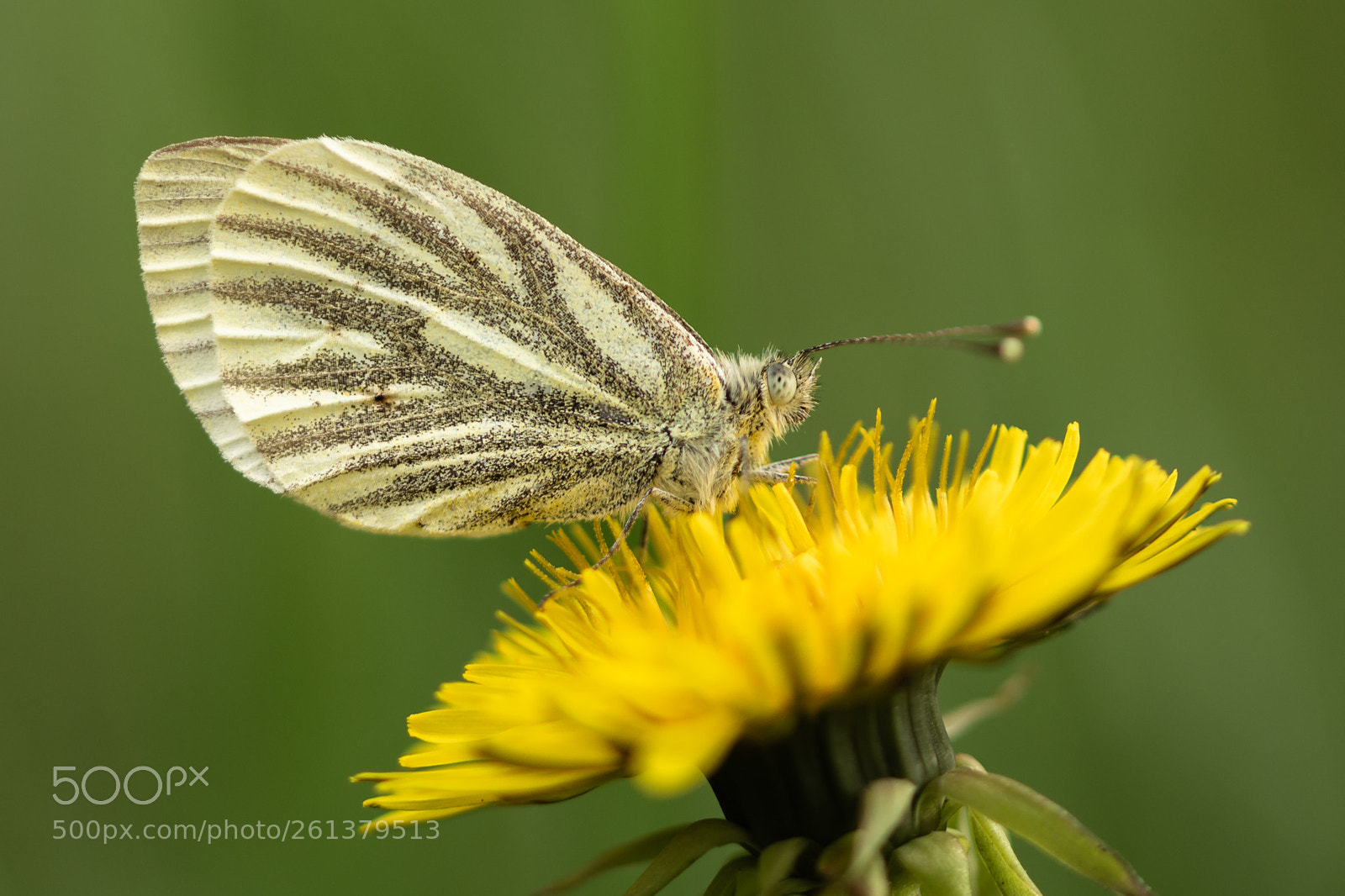 Nikon D7200 sample photo. Green-veined white photography