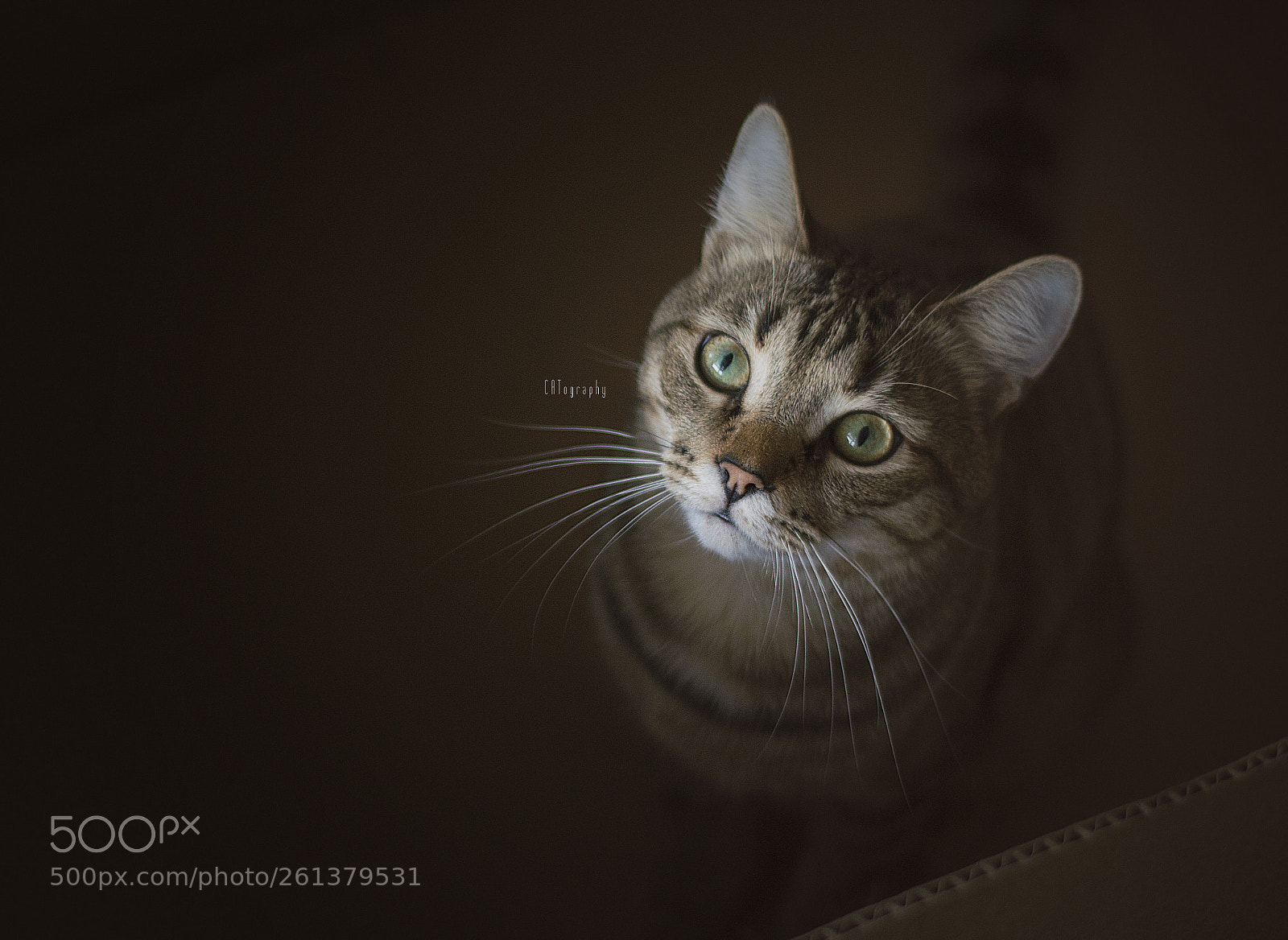 Nikon D3200 sample photo. Cats and boxes, boxes photography