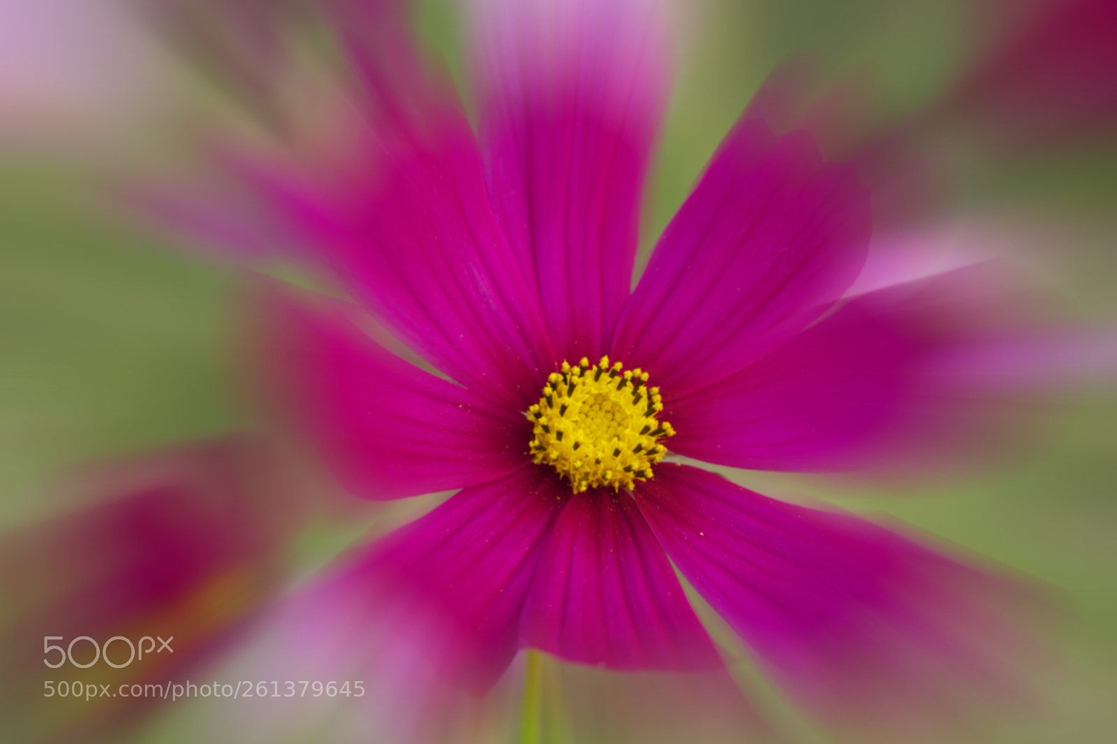Sony SLT-A77 sample photo. Flower symbol of refreshing 1 photography